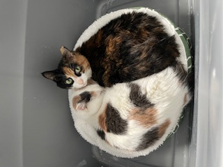 Enlarge Patches - Fee Sponsored!, a Adoptable Domestic Short Hair in Leesburg, VA image 5/8