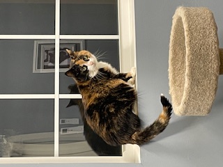 Enlarge Patches - Fee Sponsored!, a Adoptable Domestic Short Hair in Leesburg, VA image 6/8