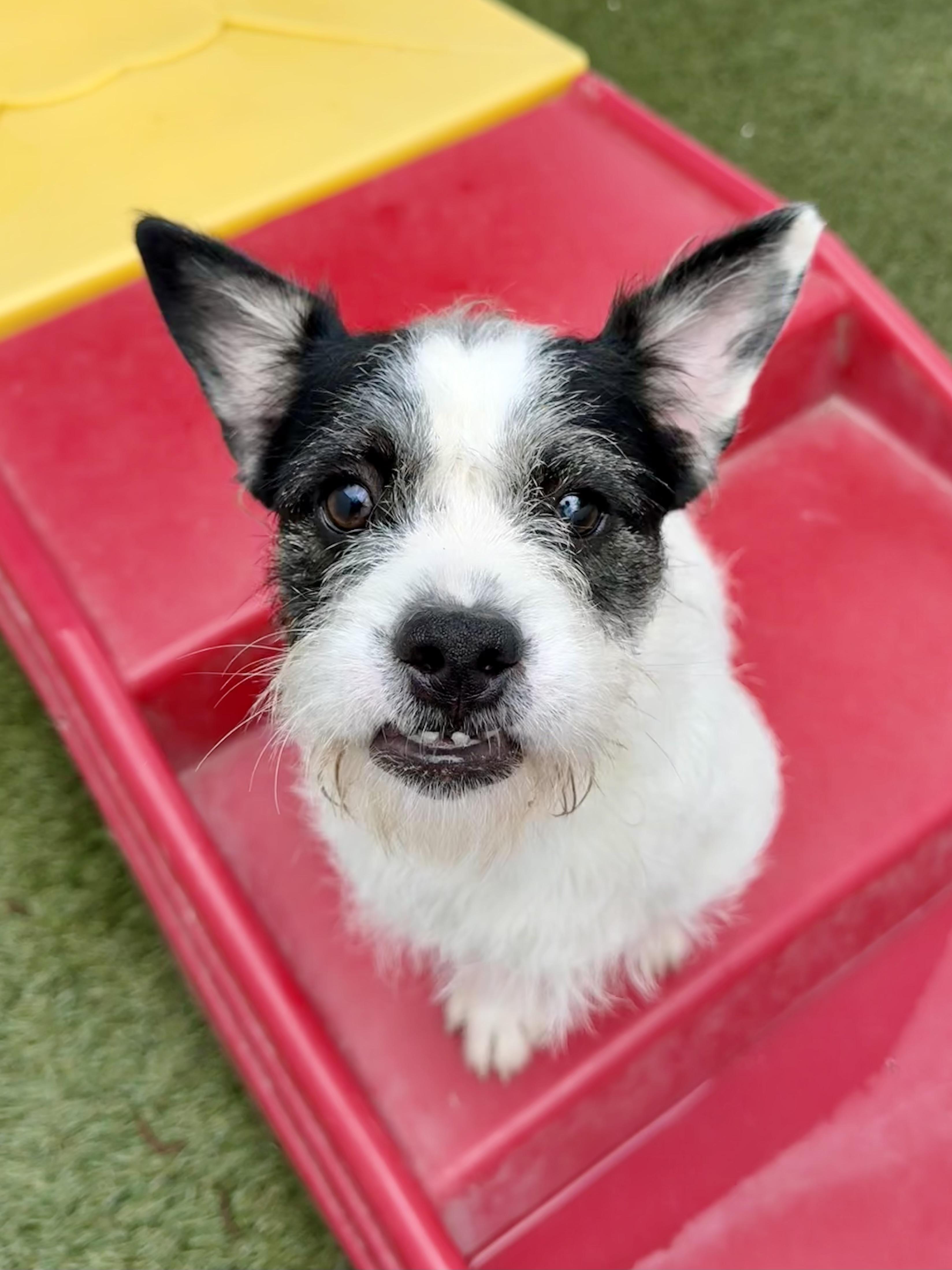 Enlarge Oliver, an adopted mixed breed in Baker, LA image 5/5