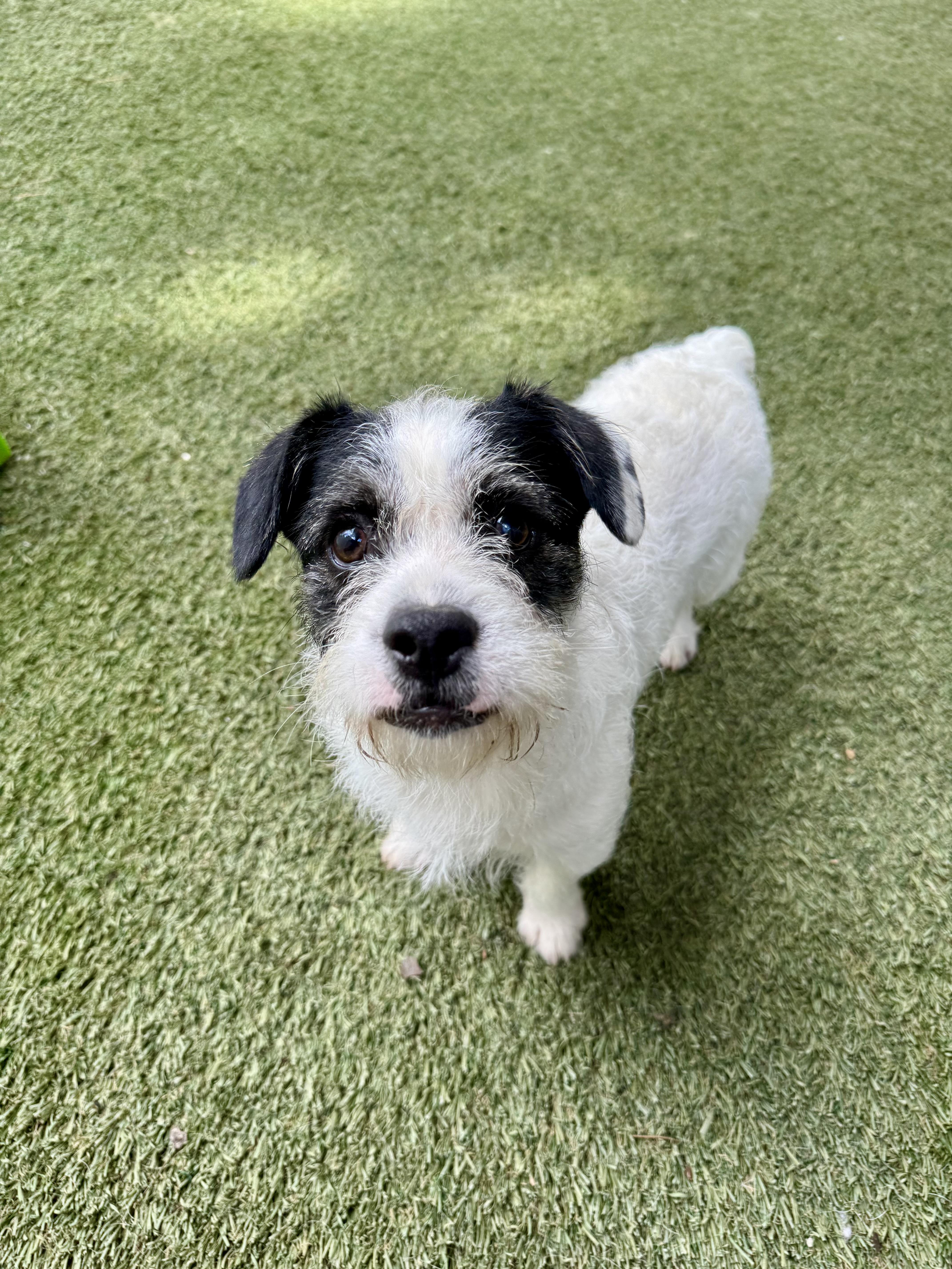 Enlarge Oliver, an adopted mixed breed in Baker, LA image 3/5