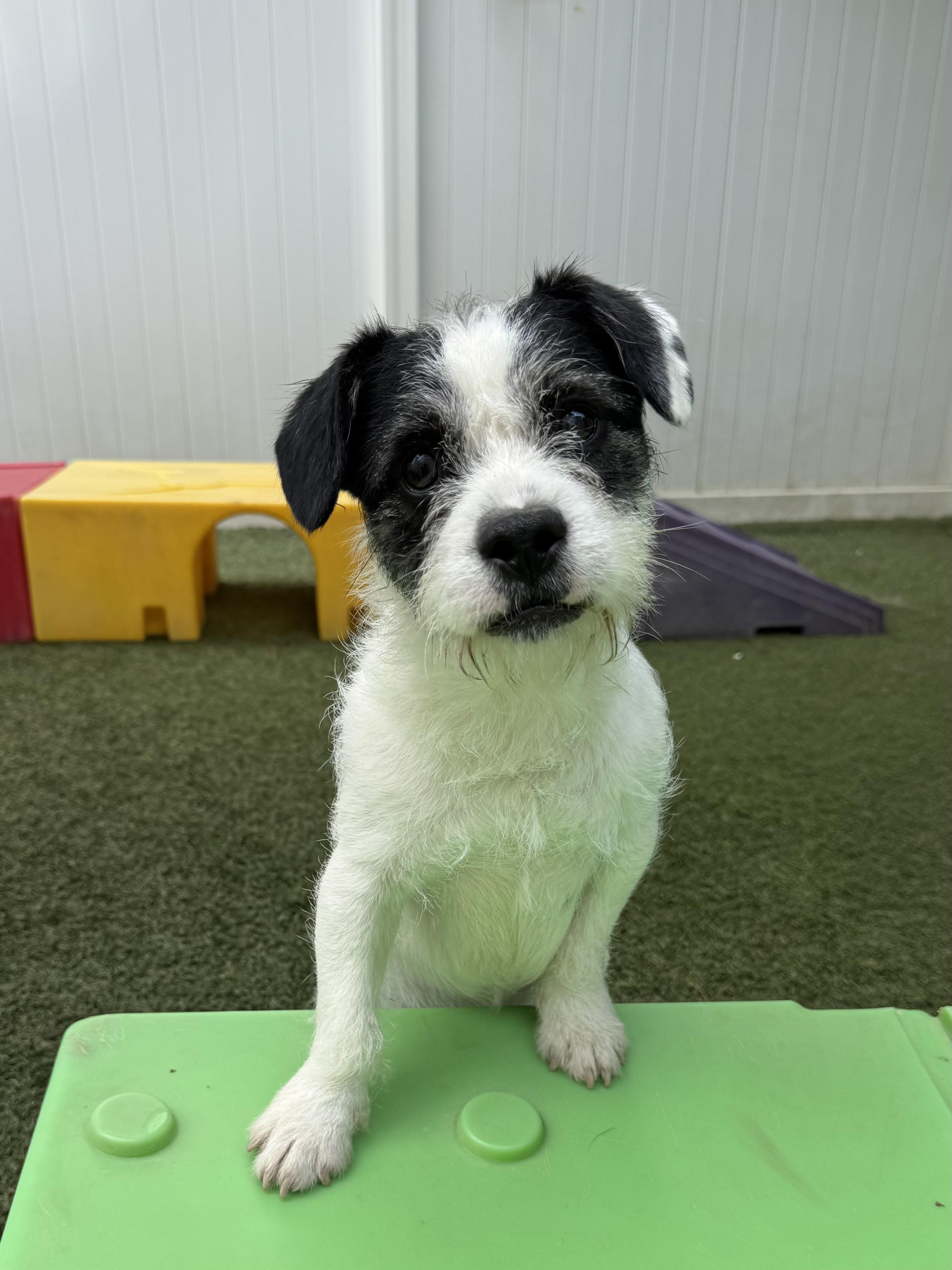 Enlarge Oliver, an adopted mixed breed in Baker, LA image 2/5