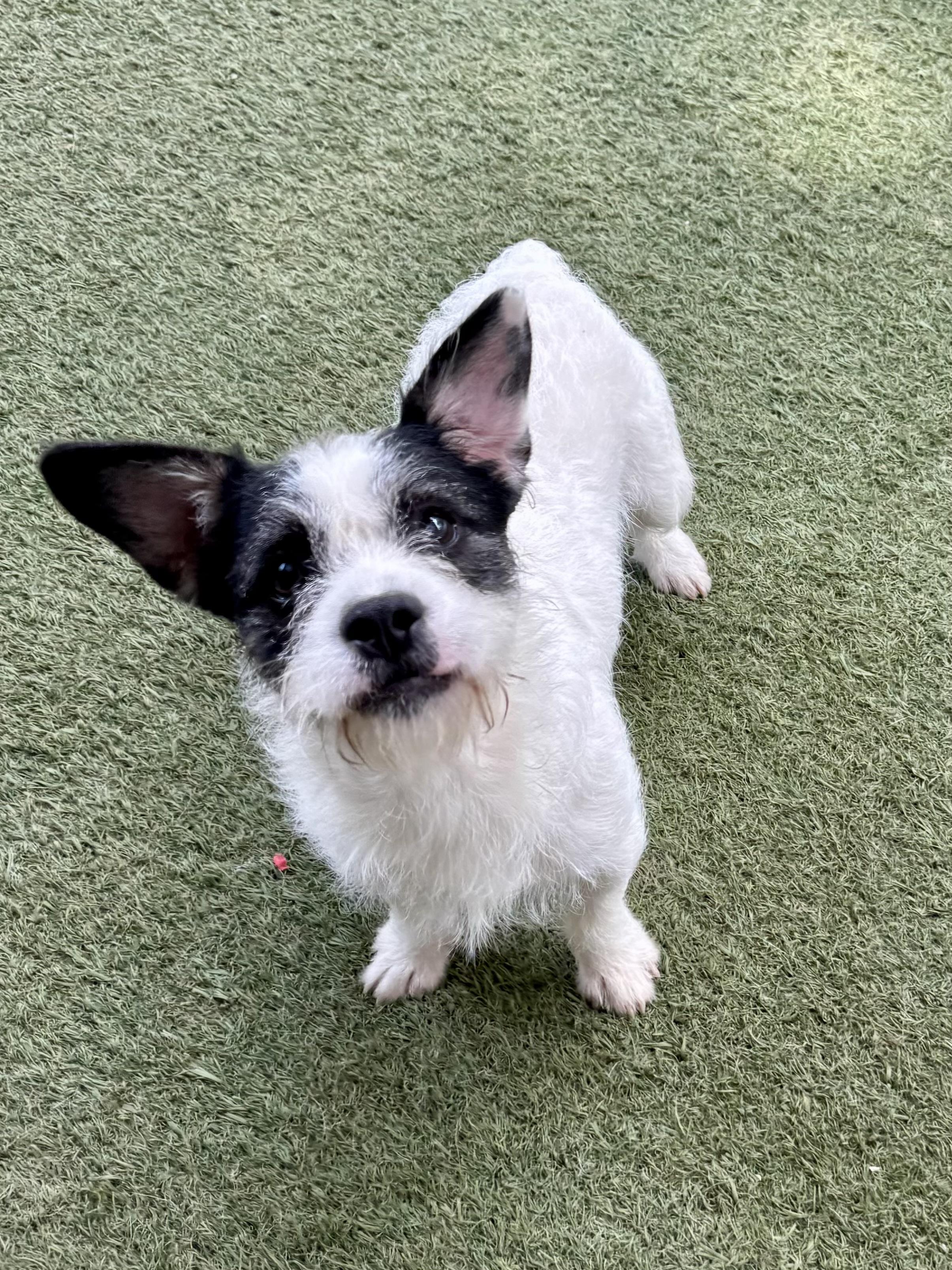 Enlarge Oliver, an adopted mixed breed in Baker, LA image 4/5