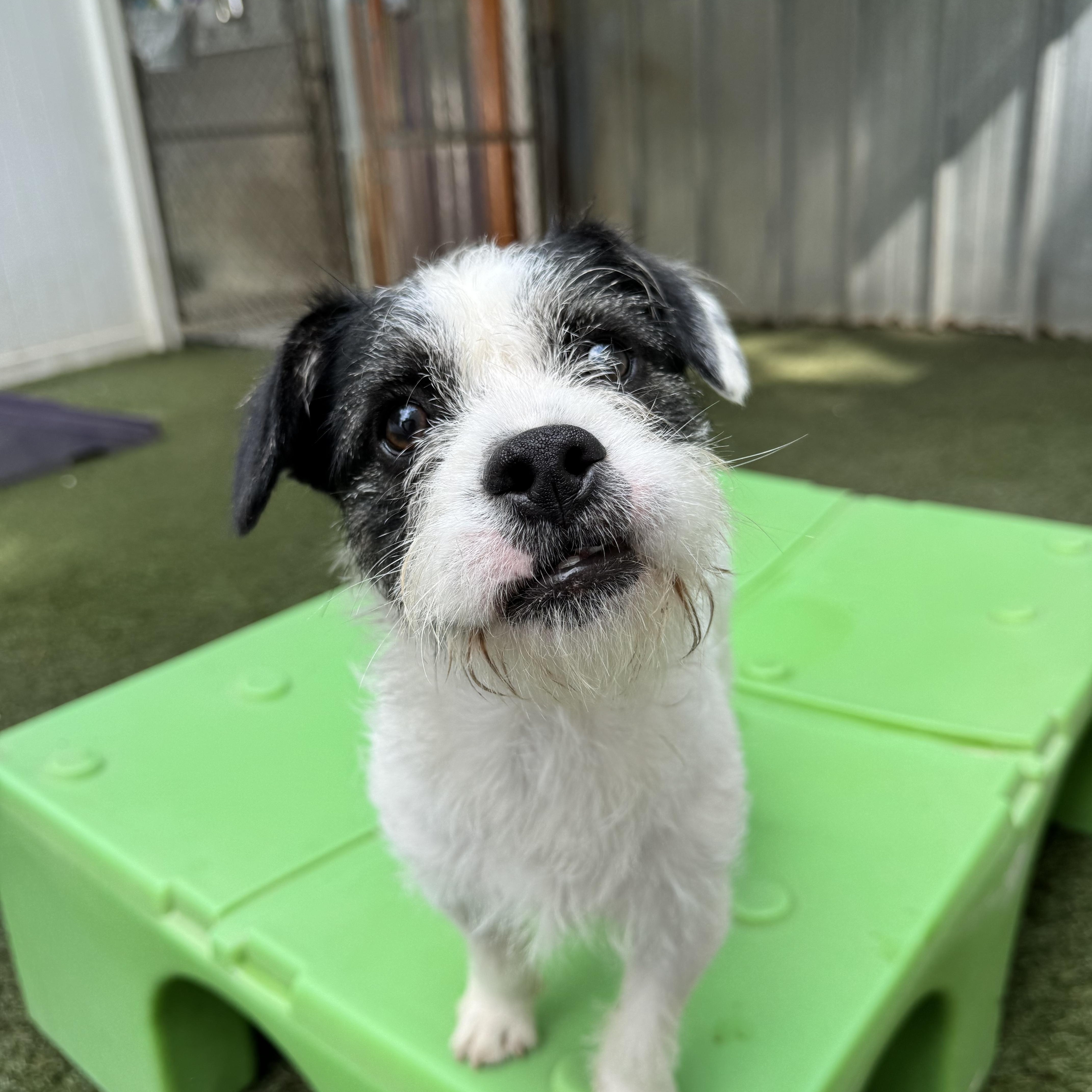 Oliver, adopted, Young Male Jack Russell Terrier.