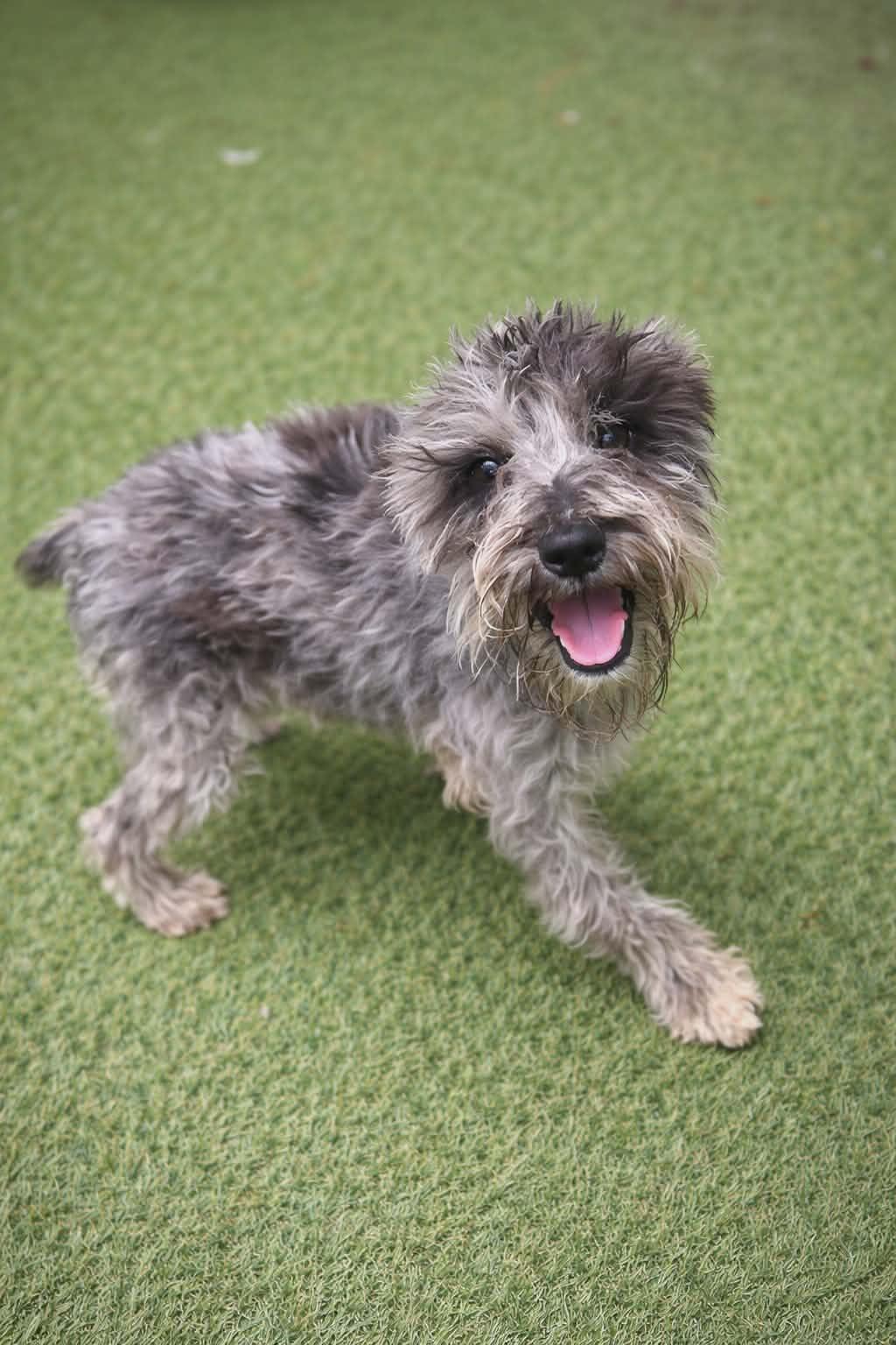 Zoey, ADOPTABLE, Puppy Female Miniature Schnauzer.