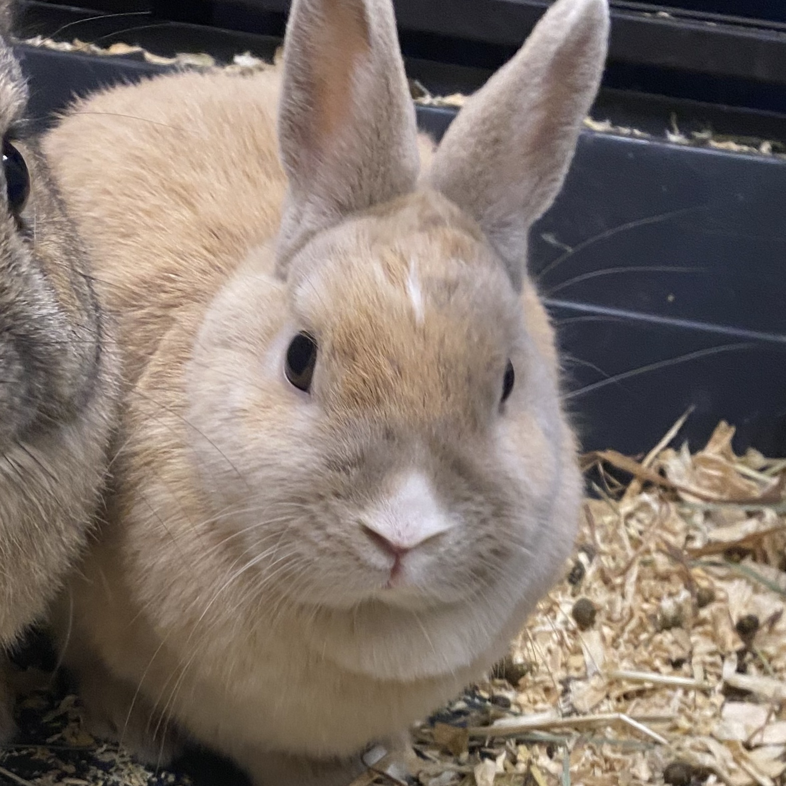 Enlarge Carly, a Adopted Bunny Rabbit in South Elgin, IL image 1/4