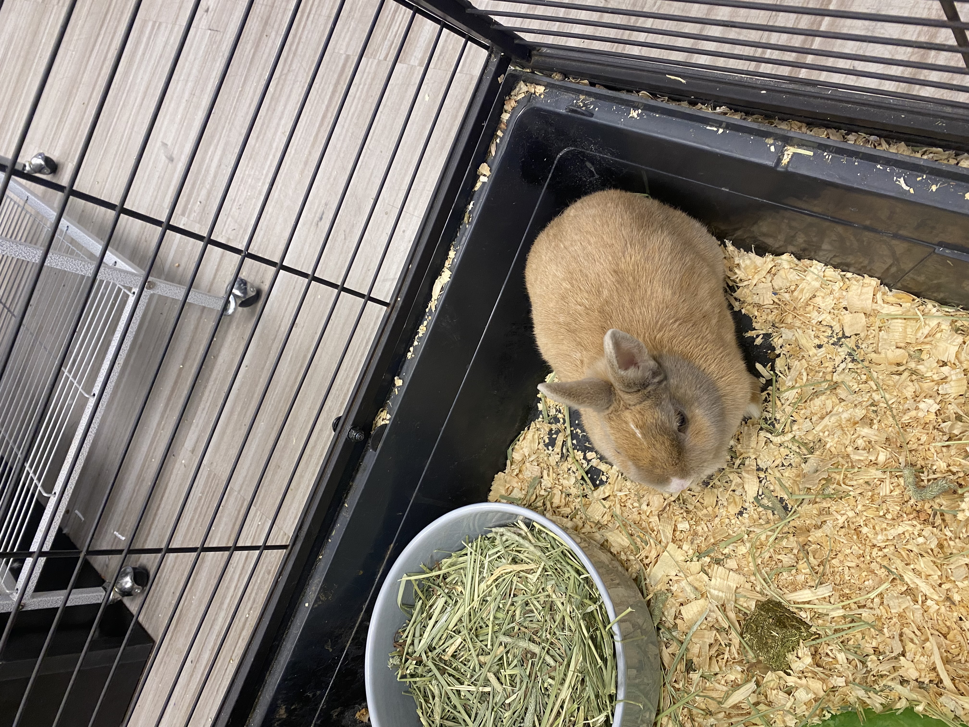 Enlarge Carly, a Adopted Bunny Rabbit in South Elgin, IL image 2/4