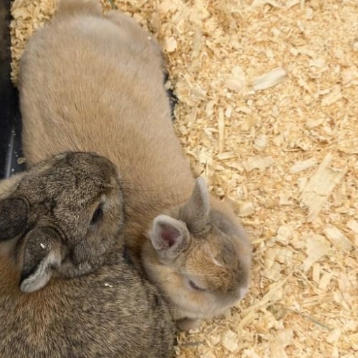 Enlarge Carly, a Adopted Bunny Rabbit in South Elgin, IL image 4/4