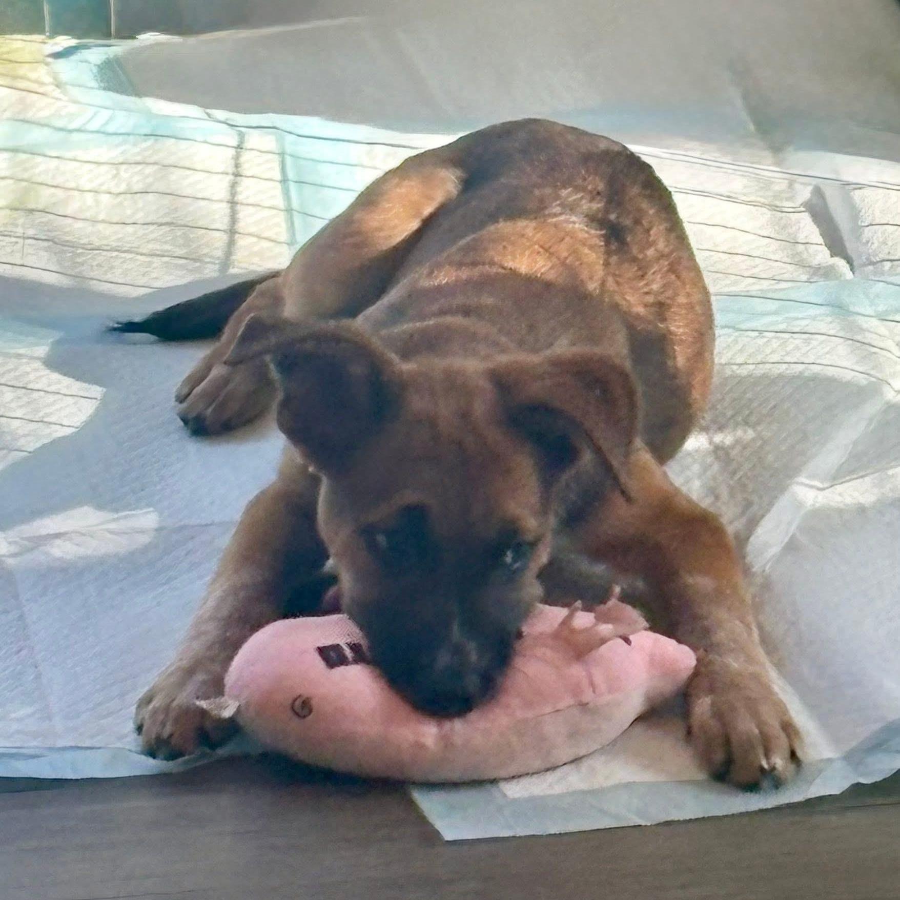 Enlarge Jax, an adopted mixed breed in Collingswood, NJ image 6/6