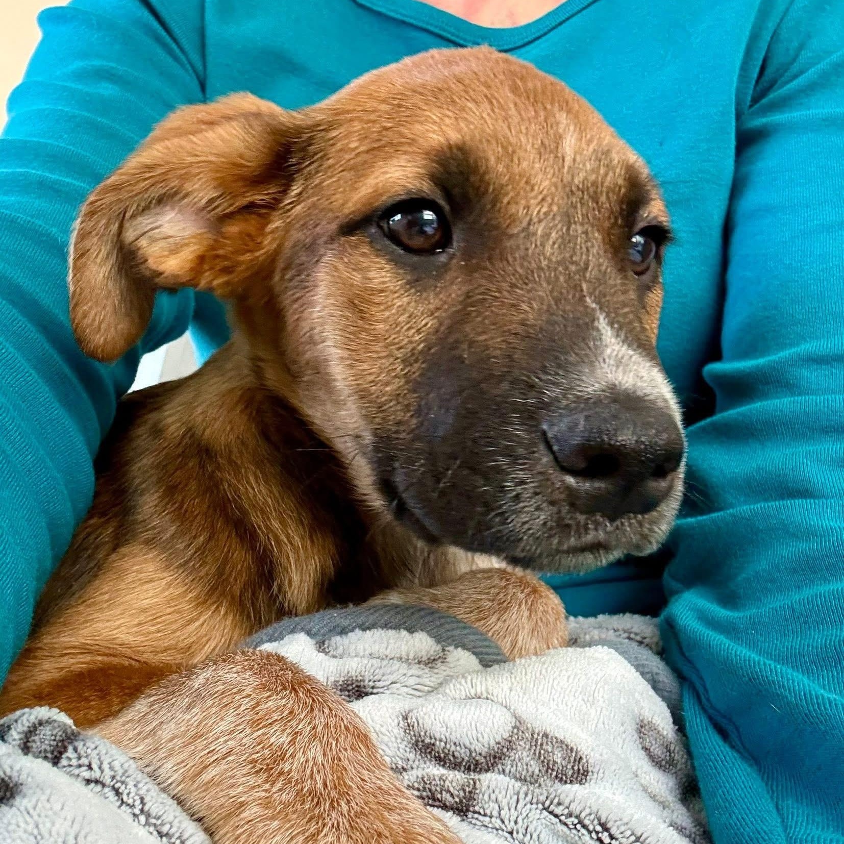 Enlarge Jax, an adopted mixed breed in Collingswood, NJ image 5/6