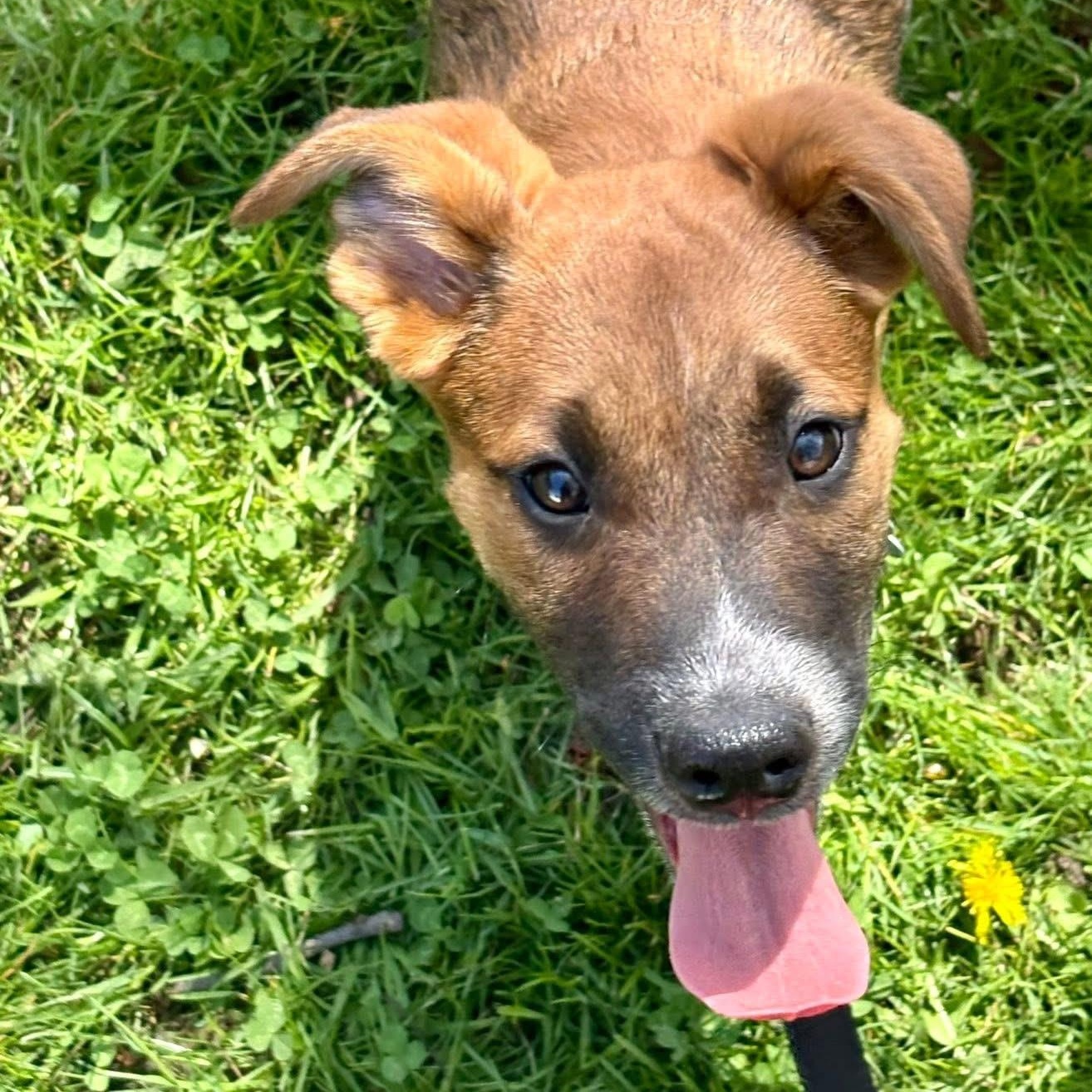 Enlarge Jax, an adopted mixed breed in Collingswood, NJ image 2/6