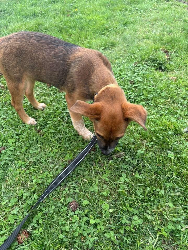 Enlarge Jax, a ADOPTABLE mixed breed in Collingswood, NJ image 3/5