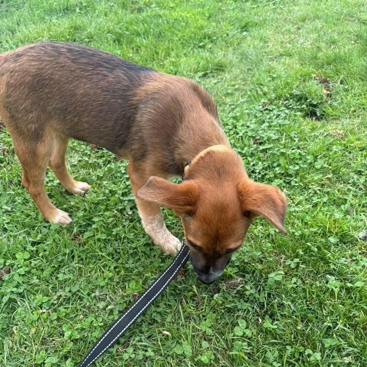Enlarge Jax, an adopted mixed breed in Collingswood, NJ image 3/6