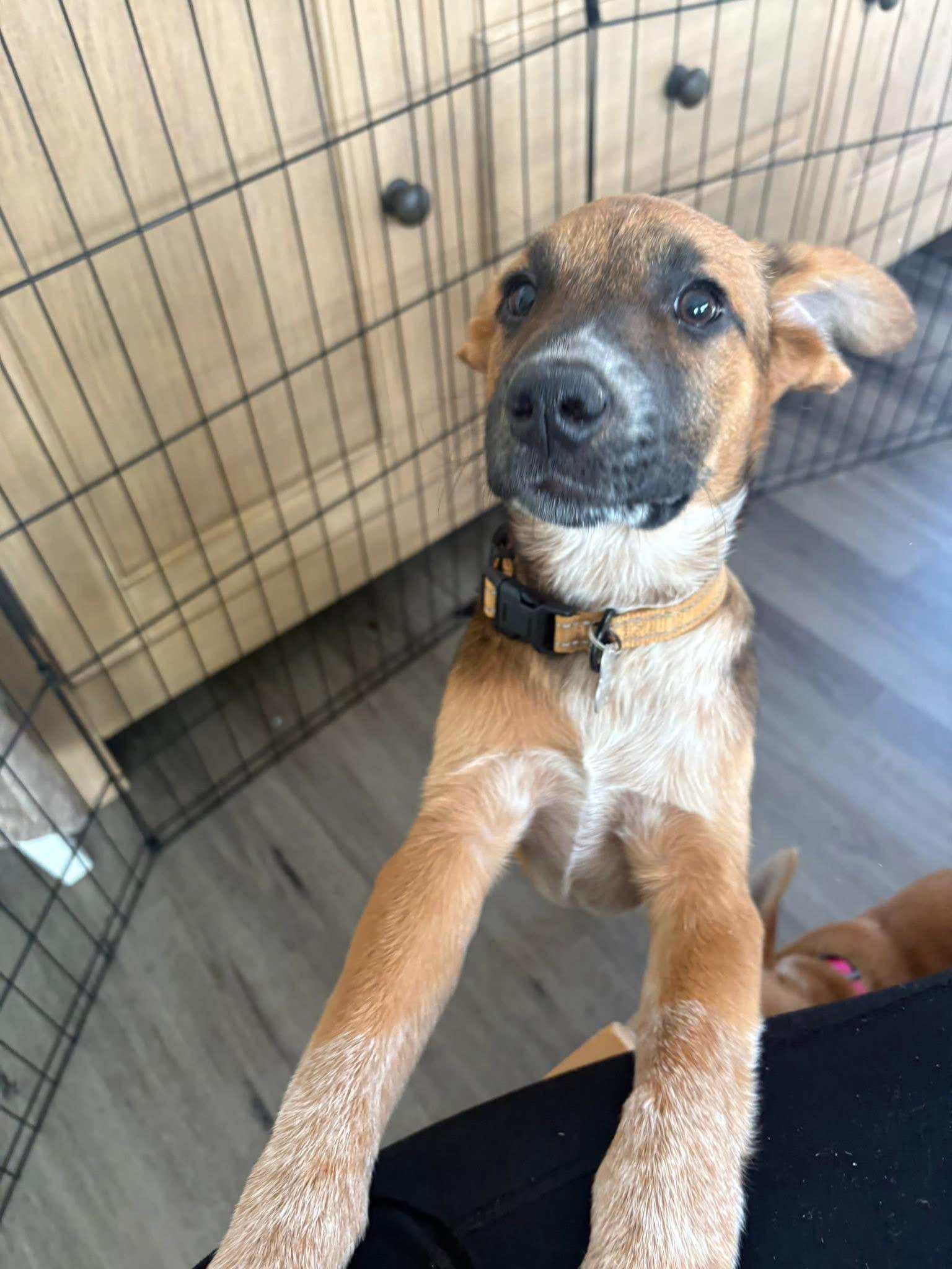 Enlarge Jax, a ADOPTABLE mixed breed in Collingswood, NJ image 4/5