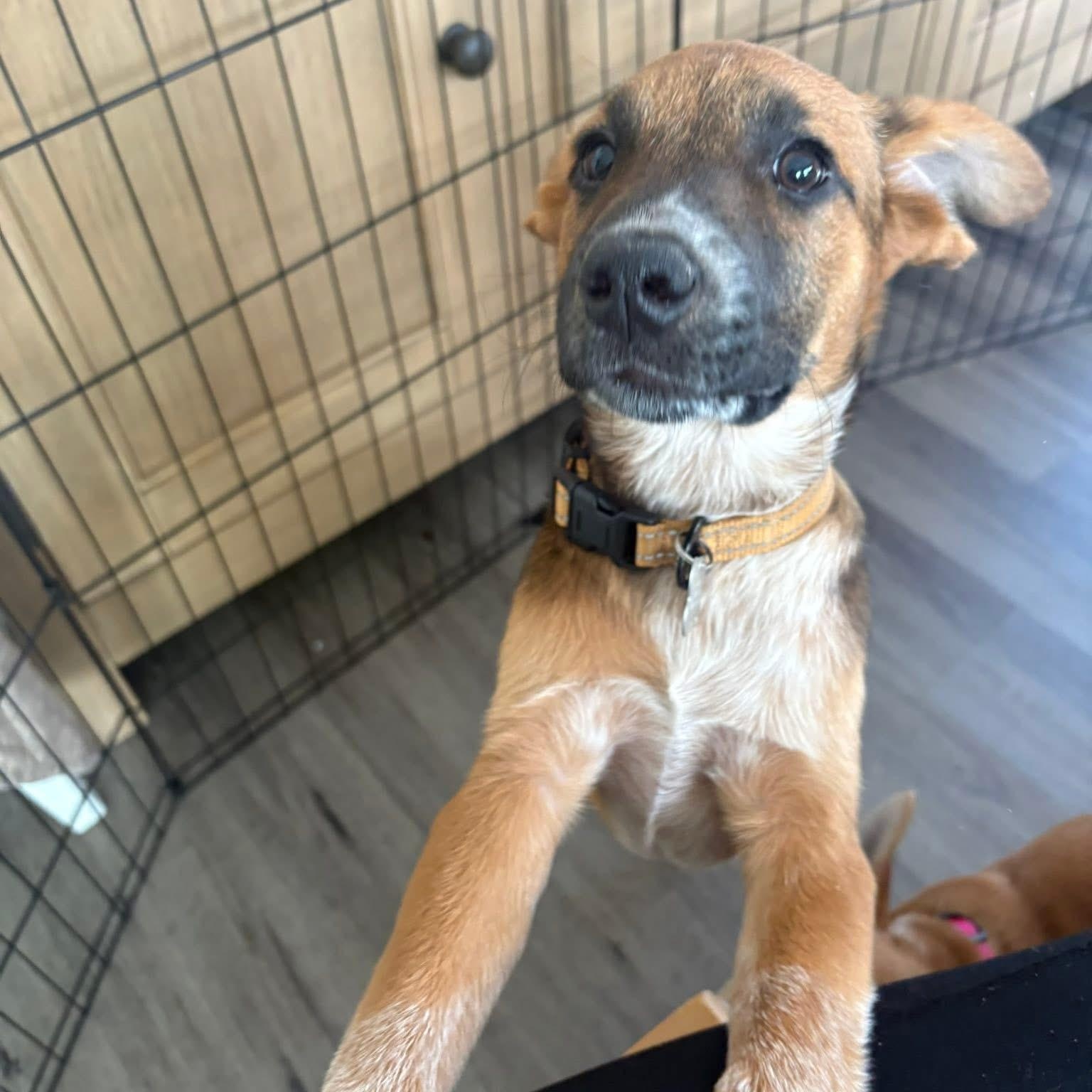 Enlarge Jax, an adopted mixed breed in Collingswood, NJ image 4/6