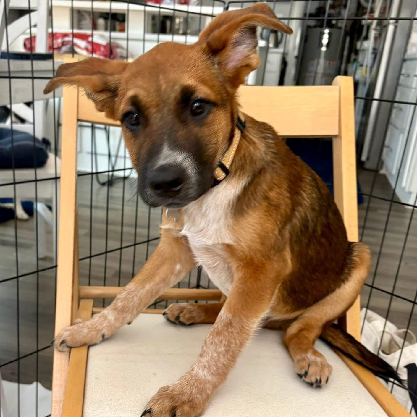 Jax, ADOPTABLE, Puppy Male German Shepherd Dog.