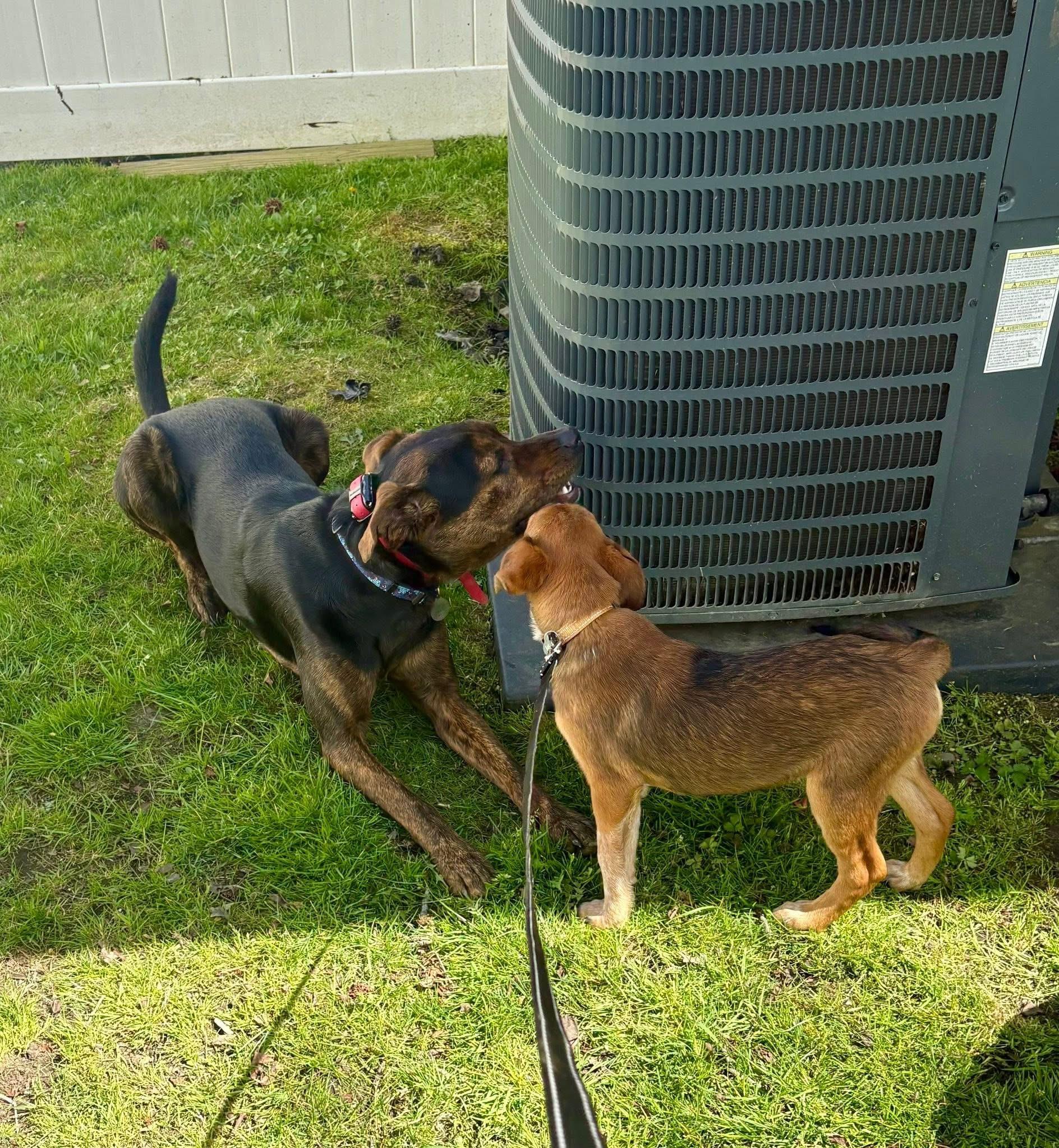 Enlarge Jax, a ADOPTABLE mixed breed in Collingswood, NJ image 2/5