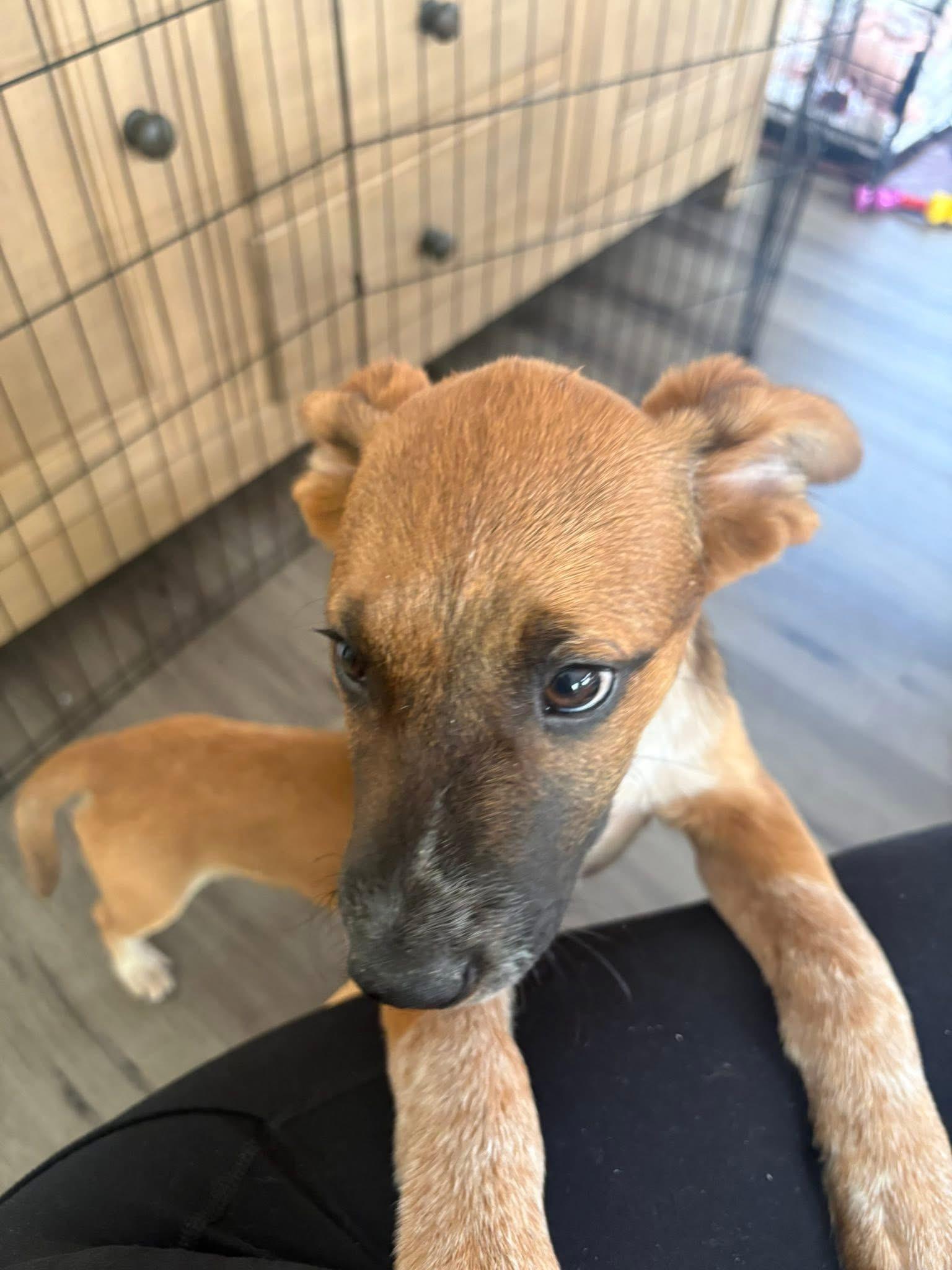 Enlarge Jax, a ADOPTABLE mixed breed in Collingswood, NJ image 5/5