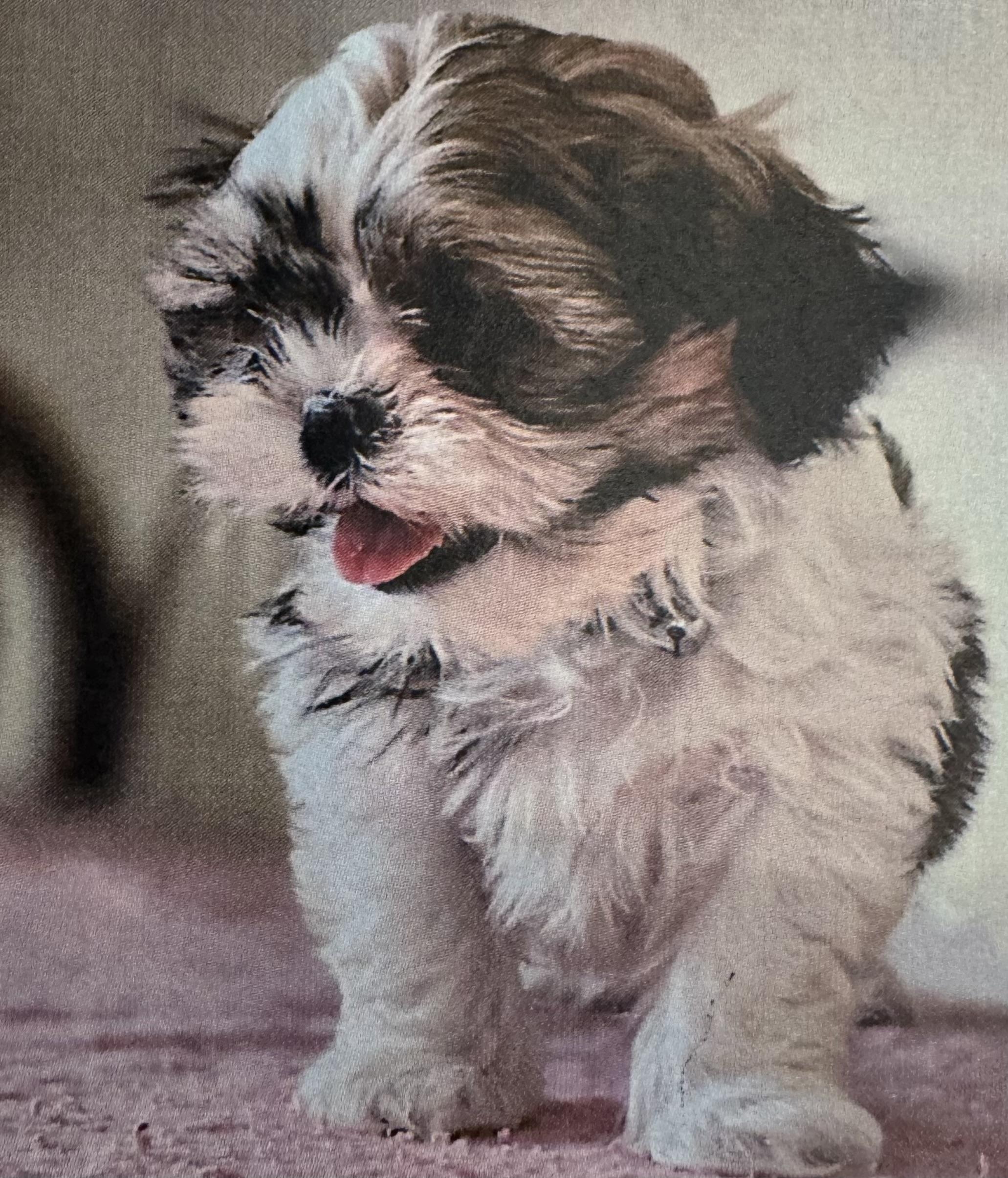 Wells , adopted, Puppy Male Shih poo.