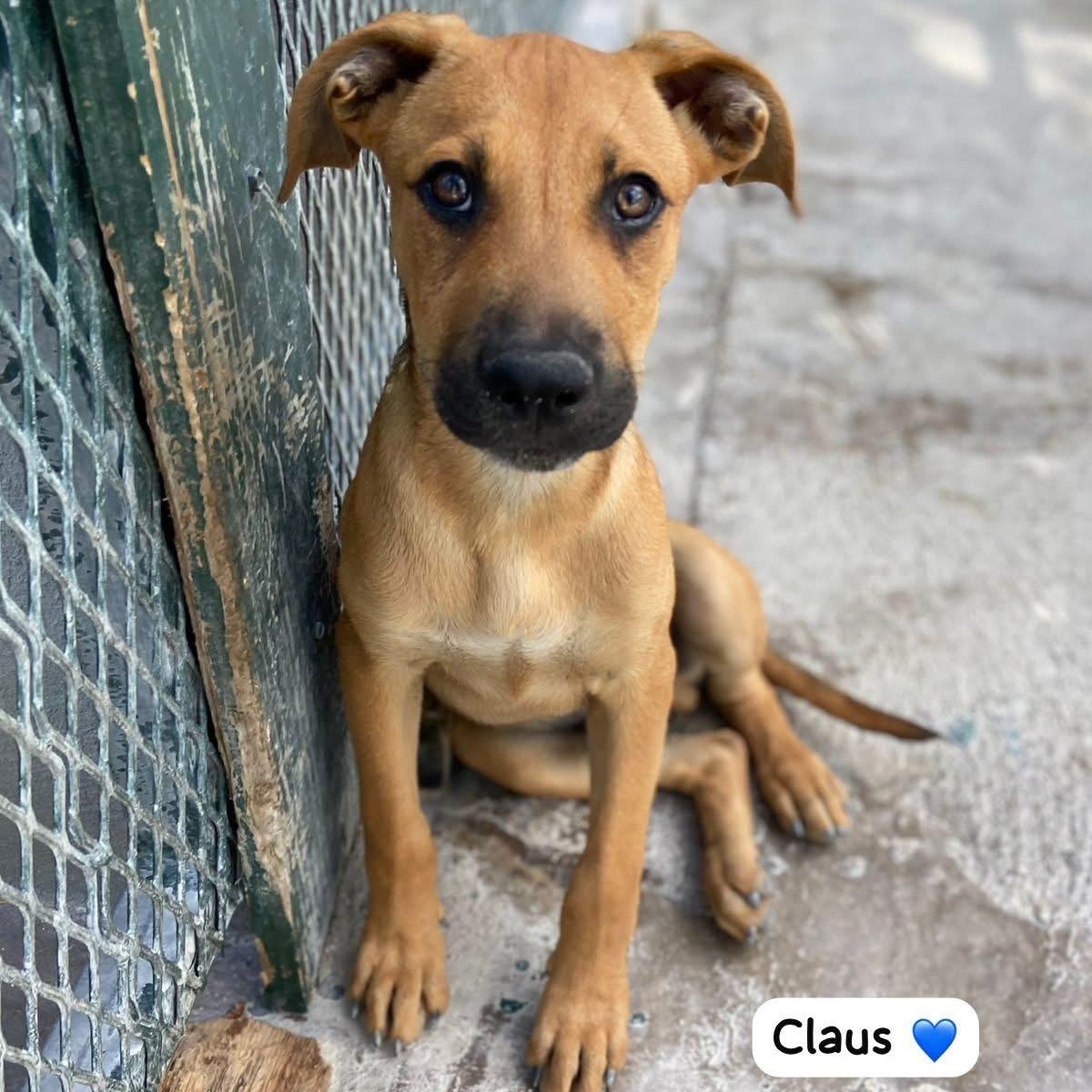 Enlarge Claus, an adopted Mixed Breed in Thornhill, ON image 2/6