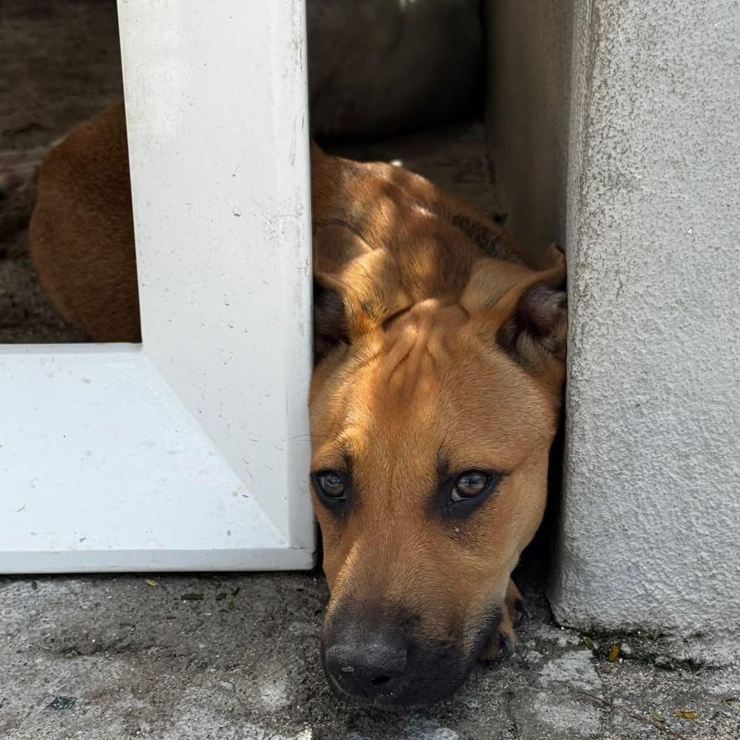 Enlarge Claus, an adopted Mixed Breed in Thornhill, ON image 6/6