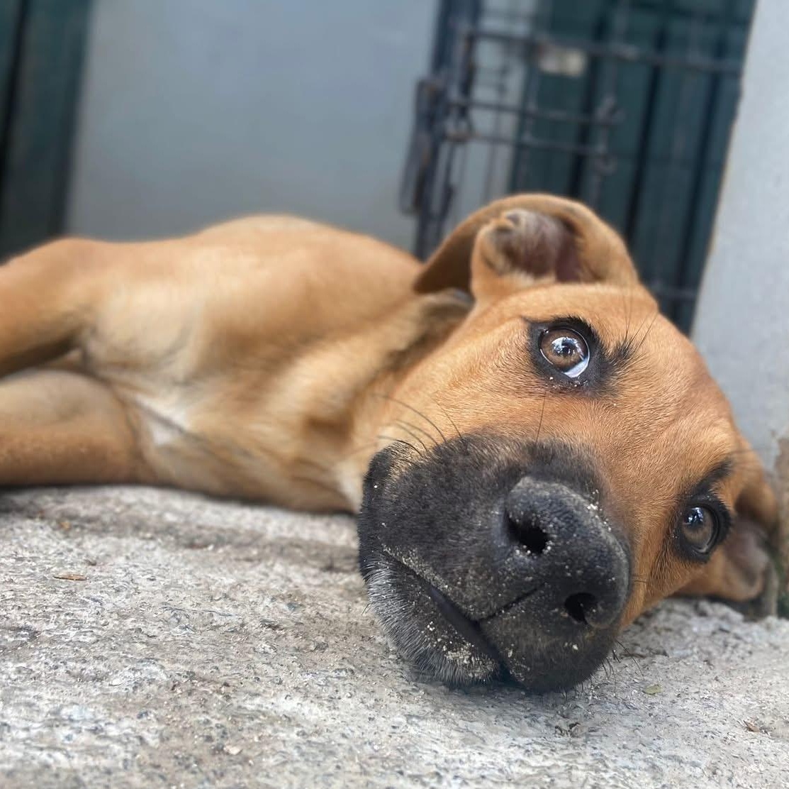 Enlarge Claus, an adopted Mixed Breed in Thornhill, ON image 5/6