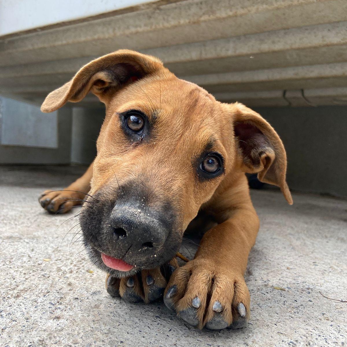 Claus, adopted, Puppy Male Mixed Breed.
