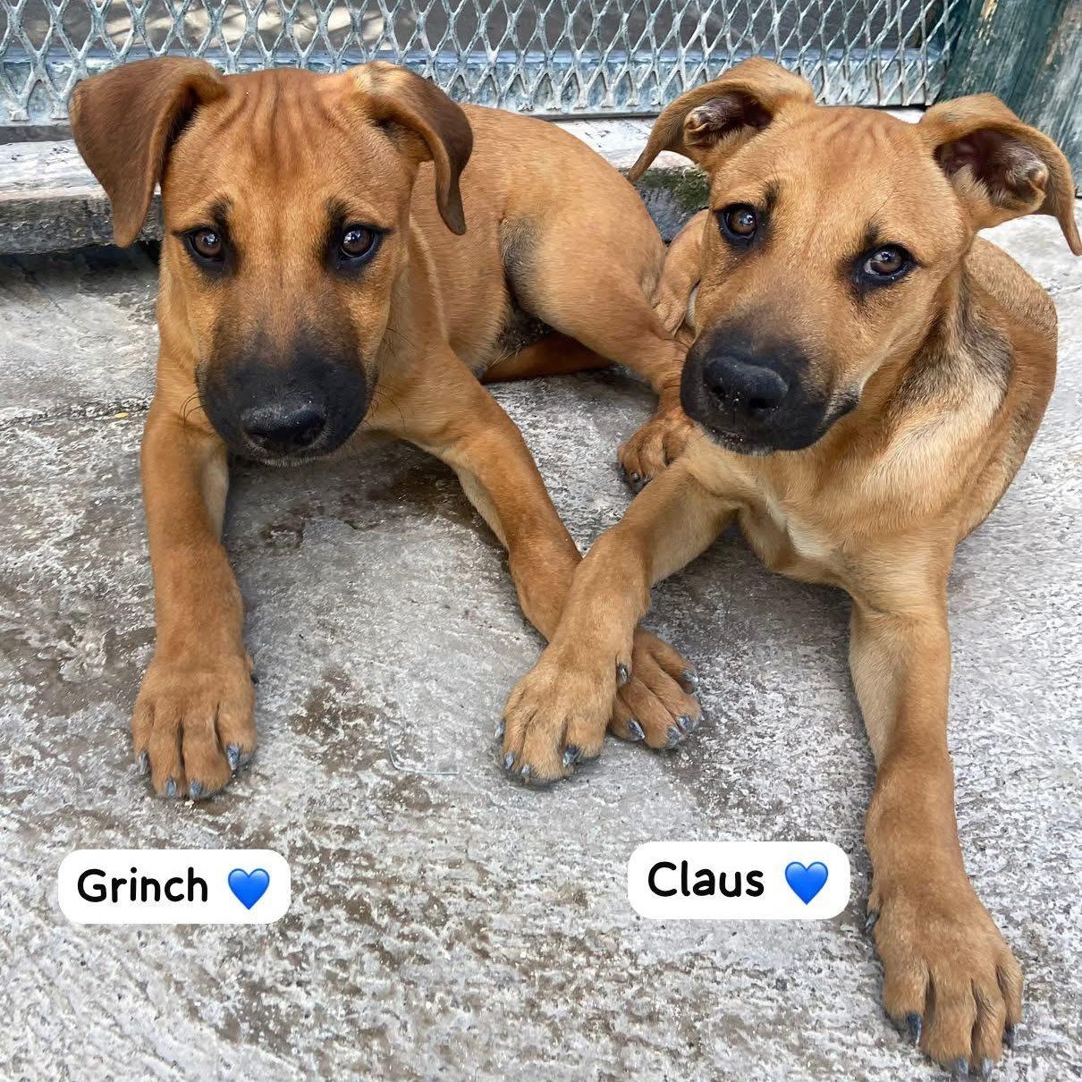 Enlarge Claus, an adopted Mixed Breed in Thornhill, ON image 4/6