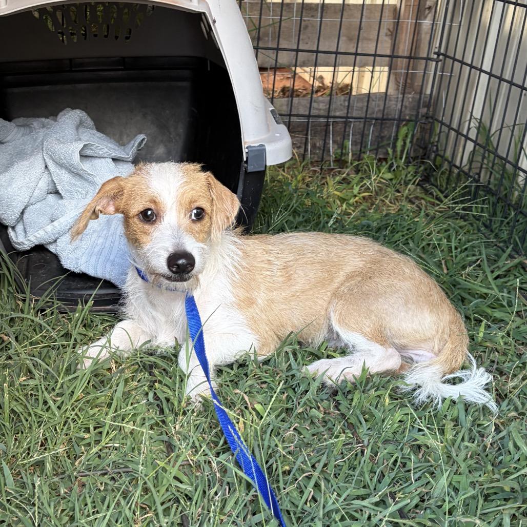 Enlarge Hope C-34106, a Adoptable mixed breed in Oklahoma City, OK image 6/6