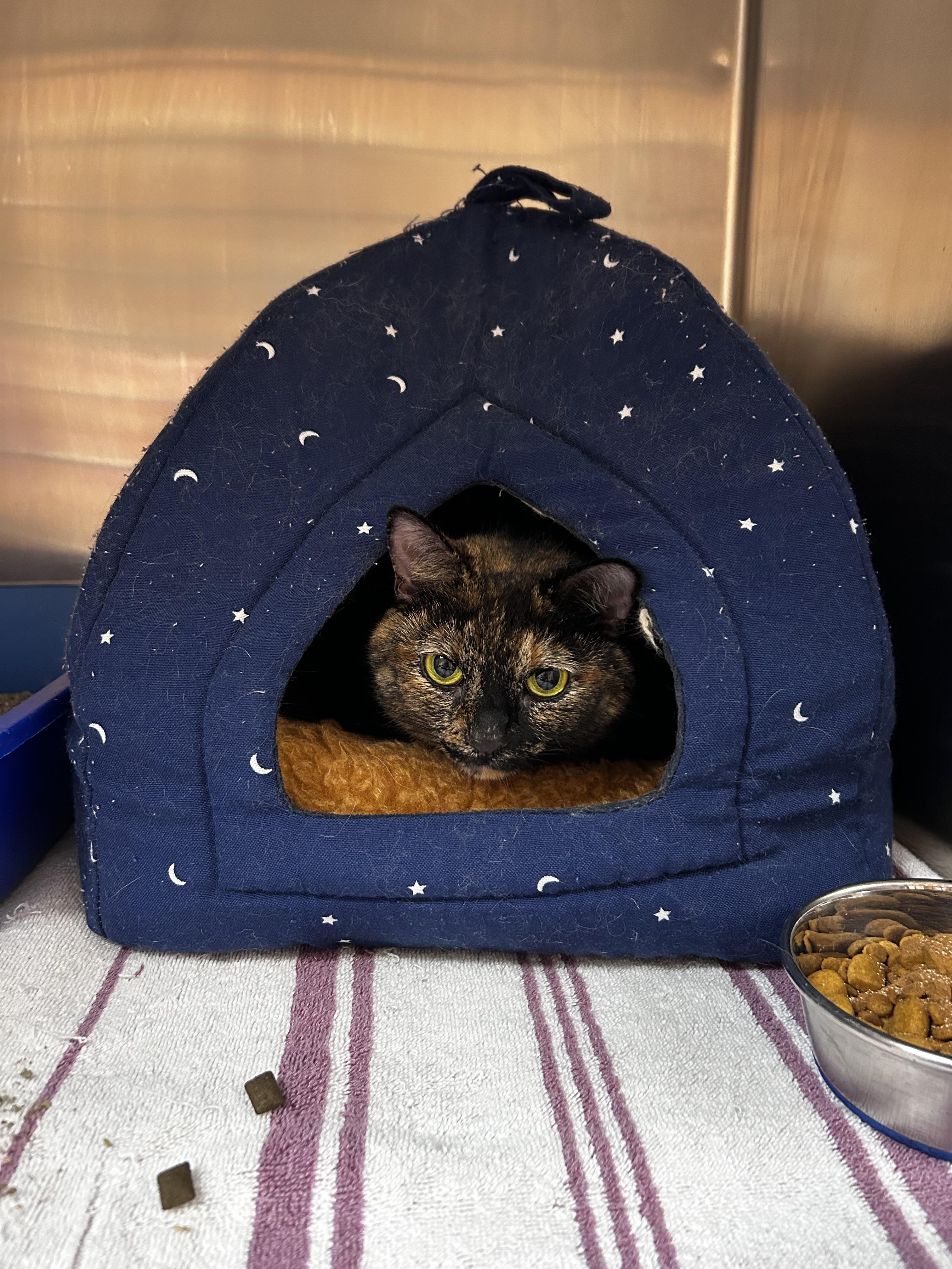 Enlarge Clove, a Adoptable mixed breed in Greensboro, NC image 3/5