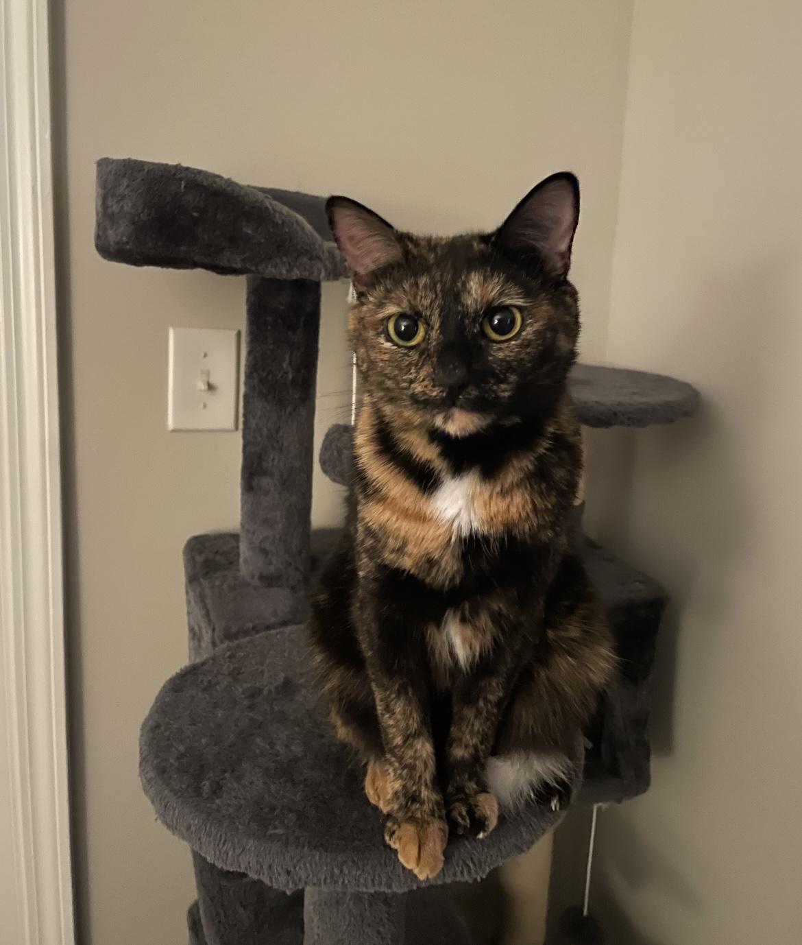 Enlarge Clove, a Adoptable mixed breed in Greensboro, NC image 1/5