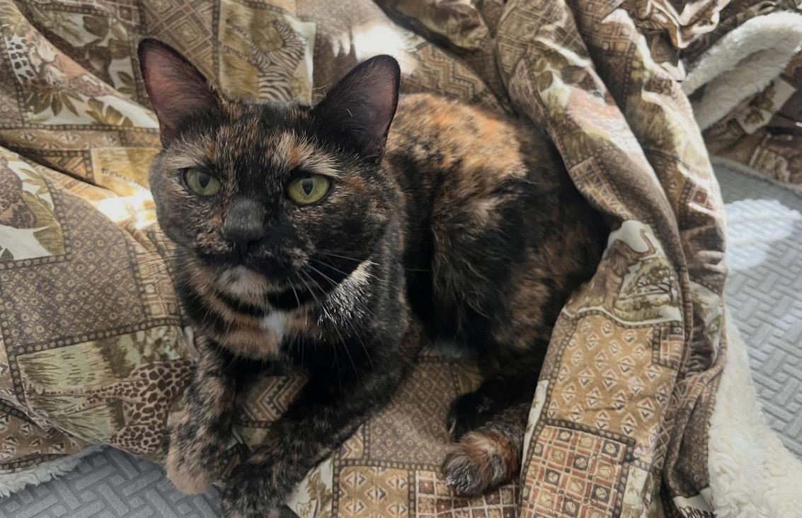 Enlarge Clove, a Adoptable mixed breed in Greensboro, NC image 1/6