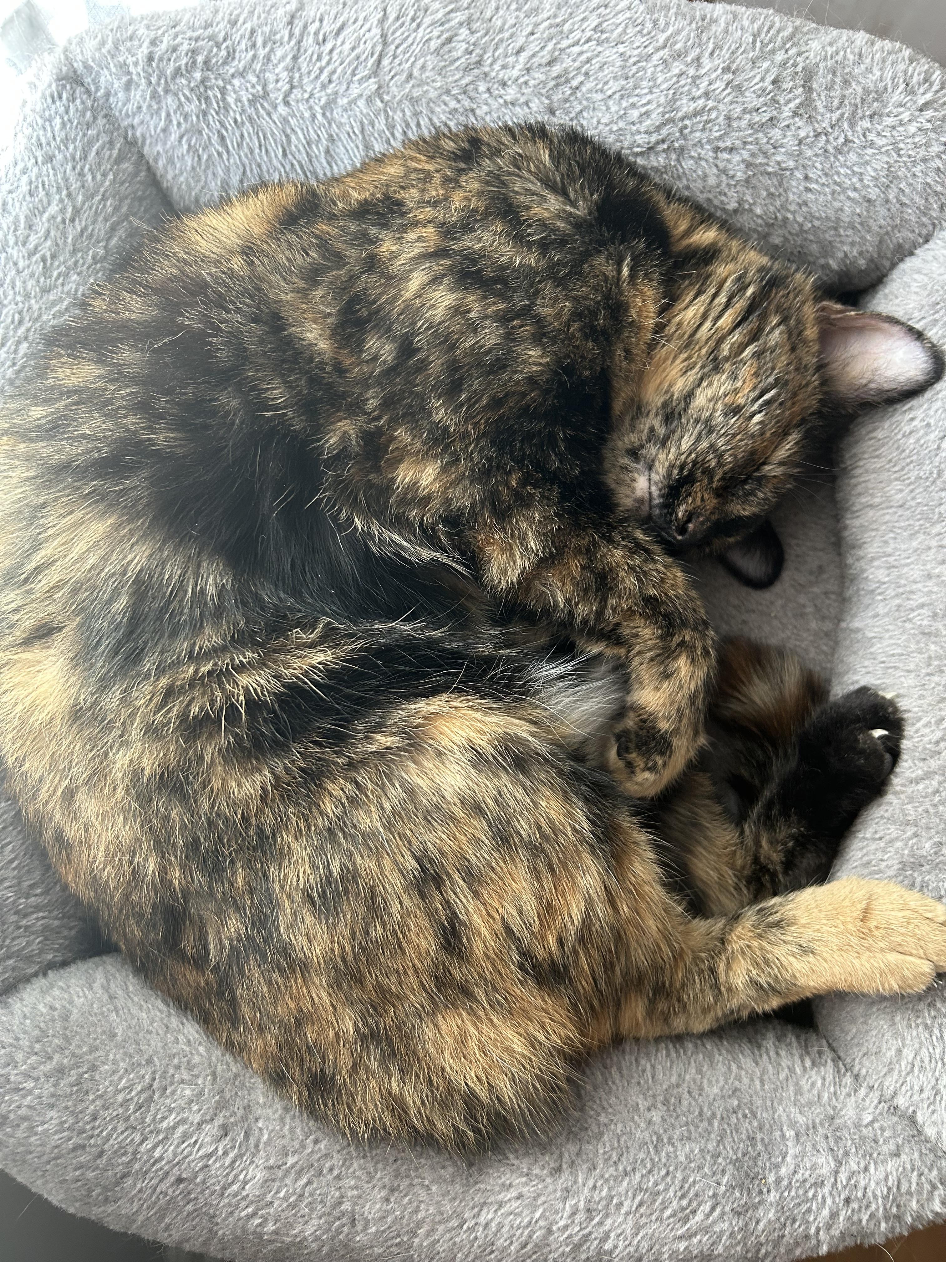 Enlarge Clove, a Adoptable mixed breed in Greensboro, NC image 6/6