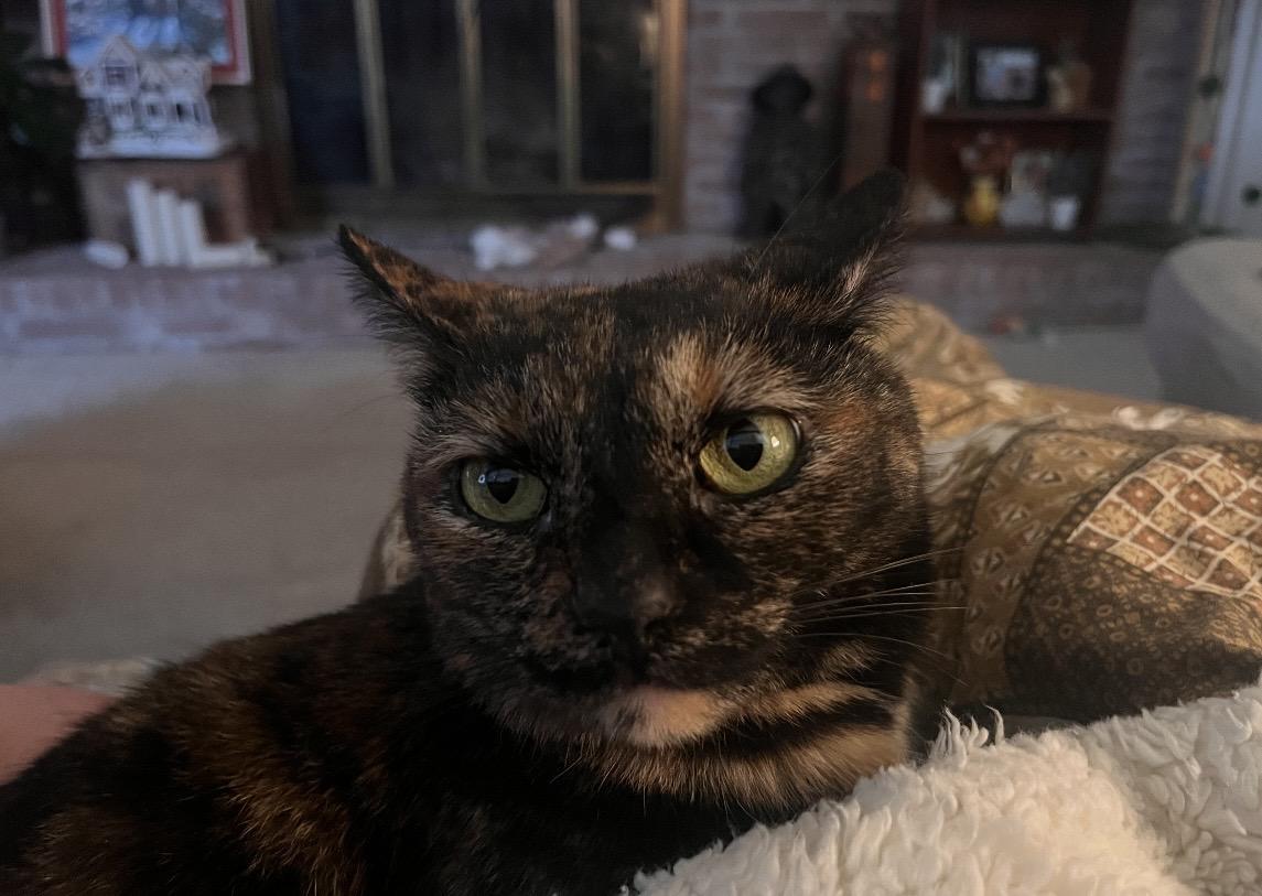 Enlarge Clove, a Adoptable mixed breed in Greensboro, NC image 3/6