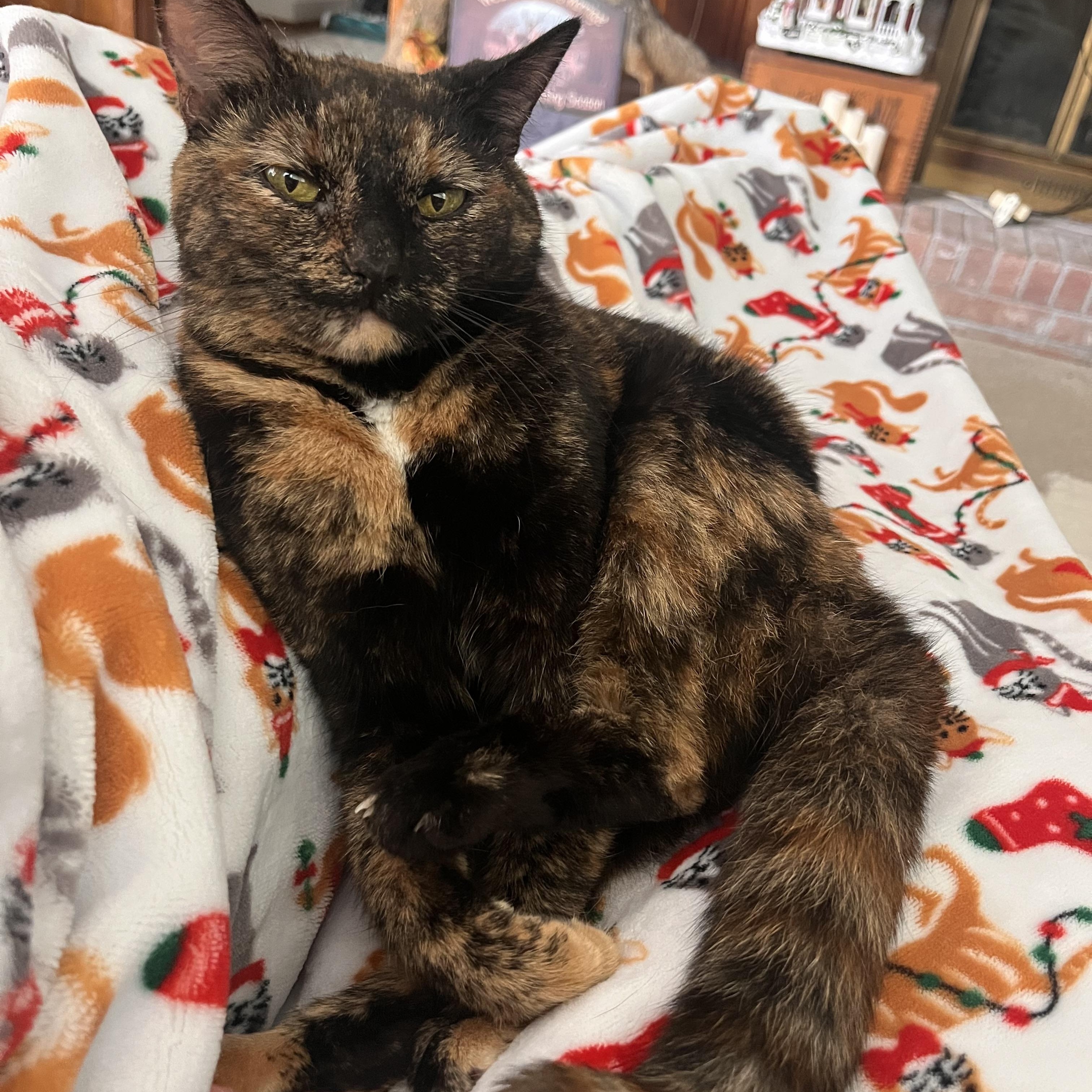 Enlarge Clove, a Adoptable mixed breed in Greensboro, NC image 4/6