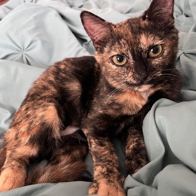 Enlarge Clove, a Adoptable mixed breed in Greensboro, NC image 4/5