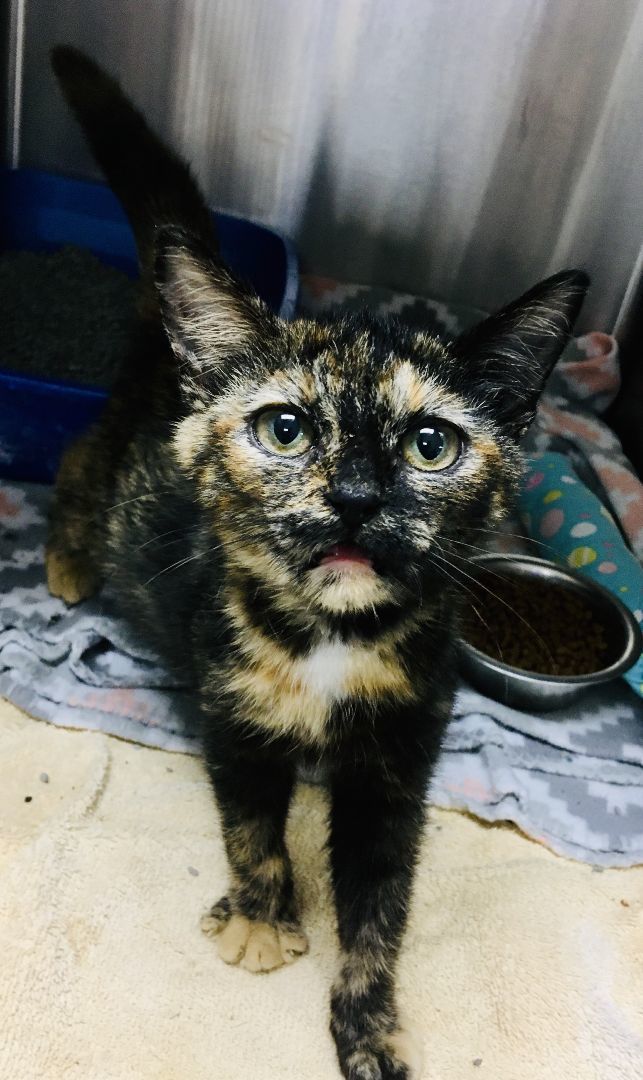 Enlarge Clove, a Adoptable mixed breed in Greensboro, NC image 5/5