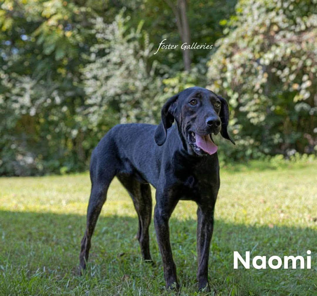 Enlarge Naomi, a Adoptable Plott Hound in Spring Hill, TN image 1/1