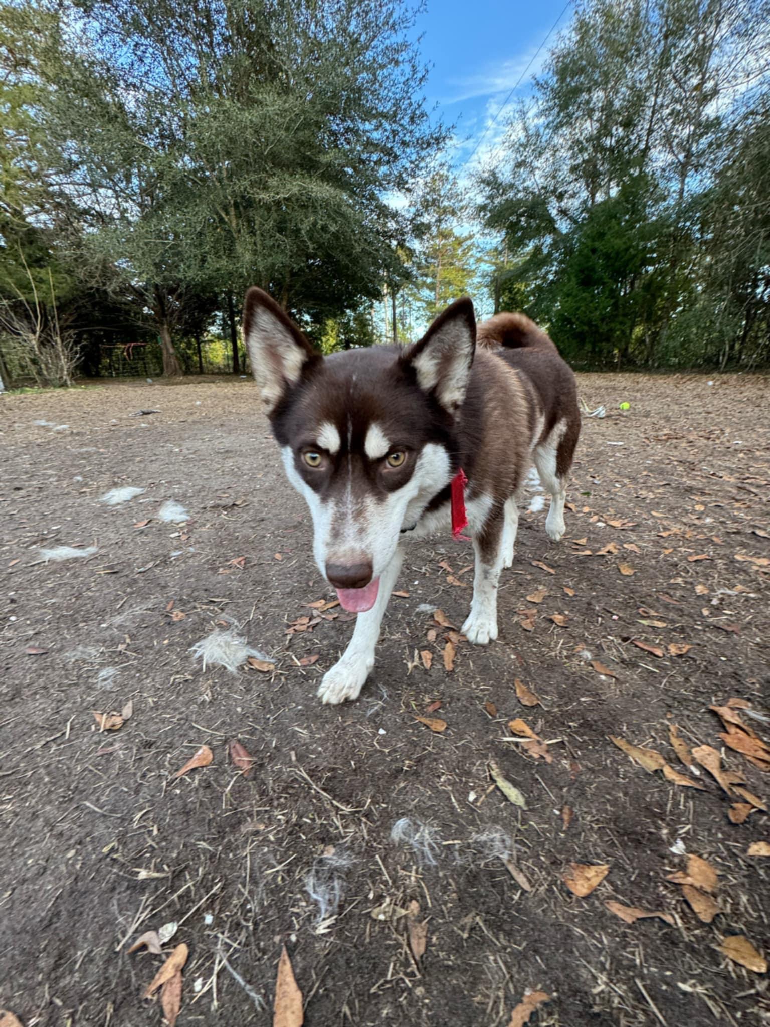 Enlarge Gibbs, an adoptable Siberian Husky in Lakeland, FL image 2/4