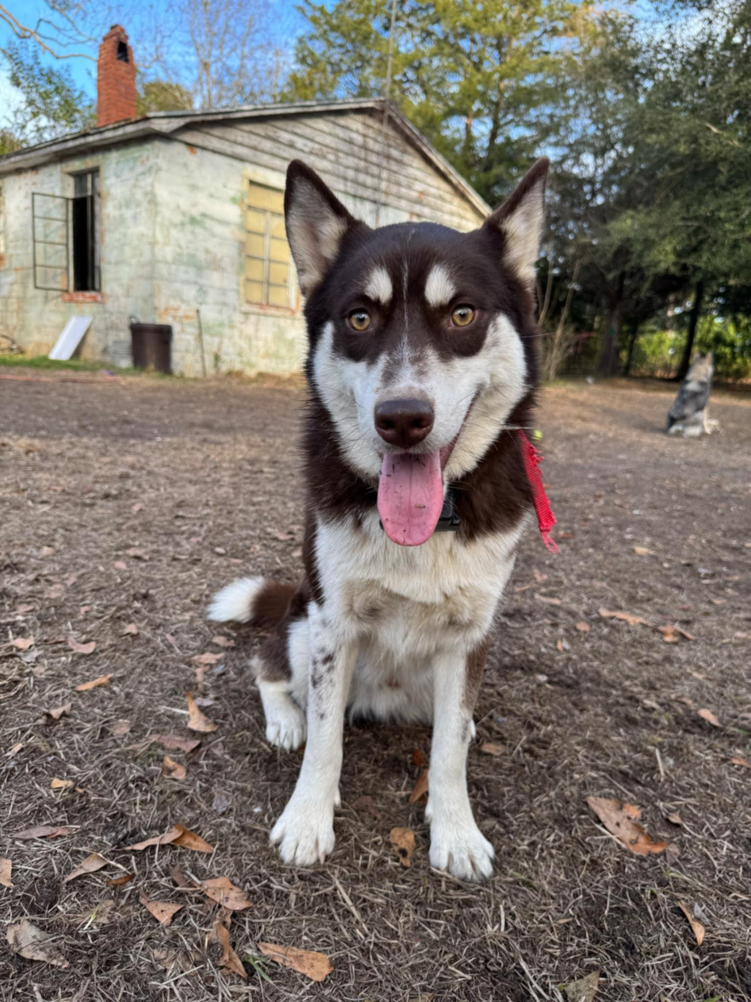 Enlarge Gibbs, an adoptable Siberian Husky in Lakeland, FL image 3/4