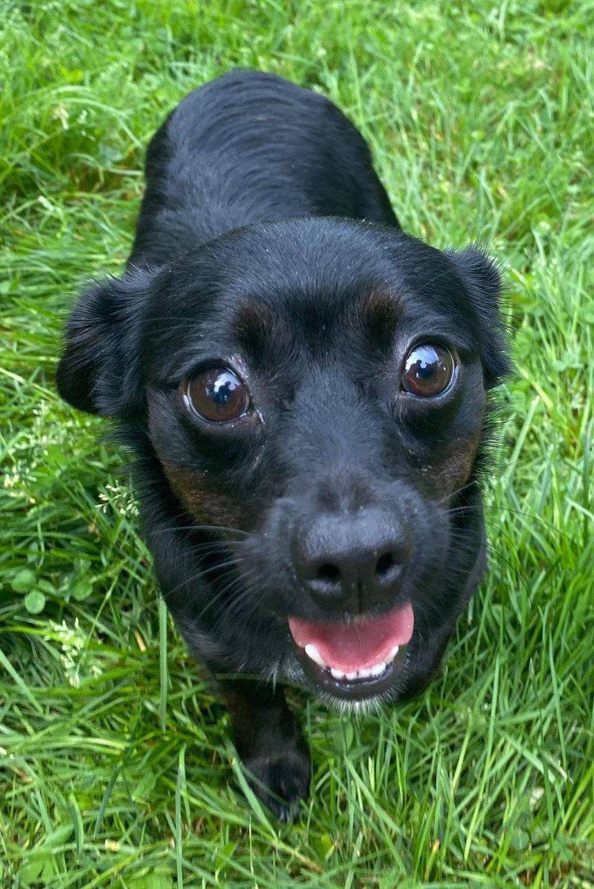 Dibbs AKA Michelle Lucky 7, Adopted, Adult Female Chihuahua & Dachshund.