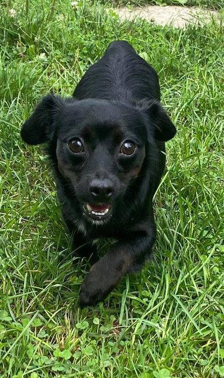 Enlarge Dibbs AKA Michelle Lucky 7, a Adopted mixed breed in Cuba, NY image 2/2