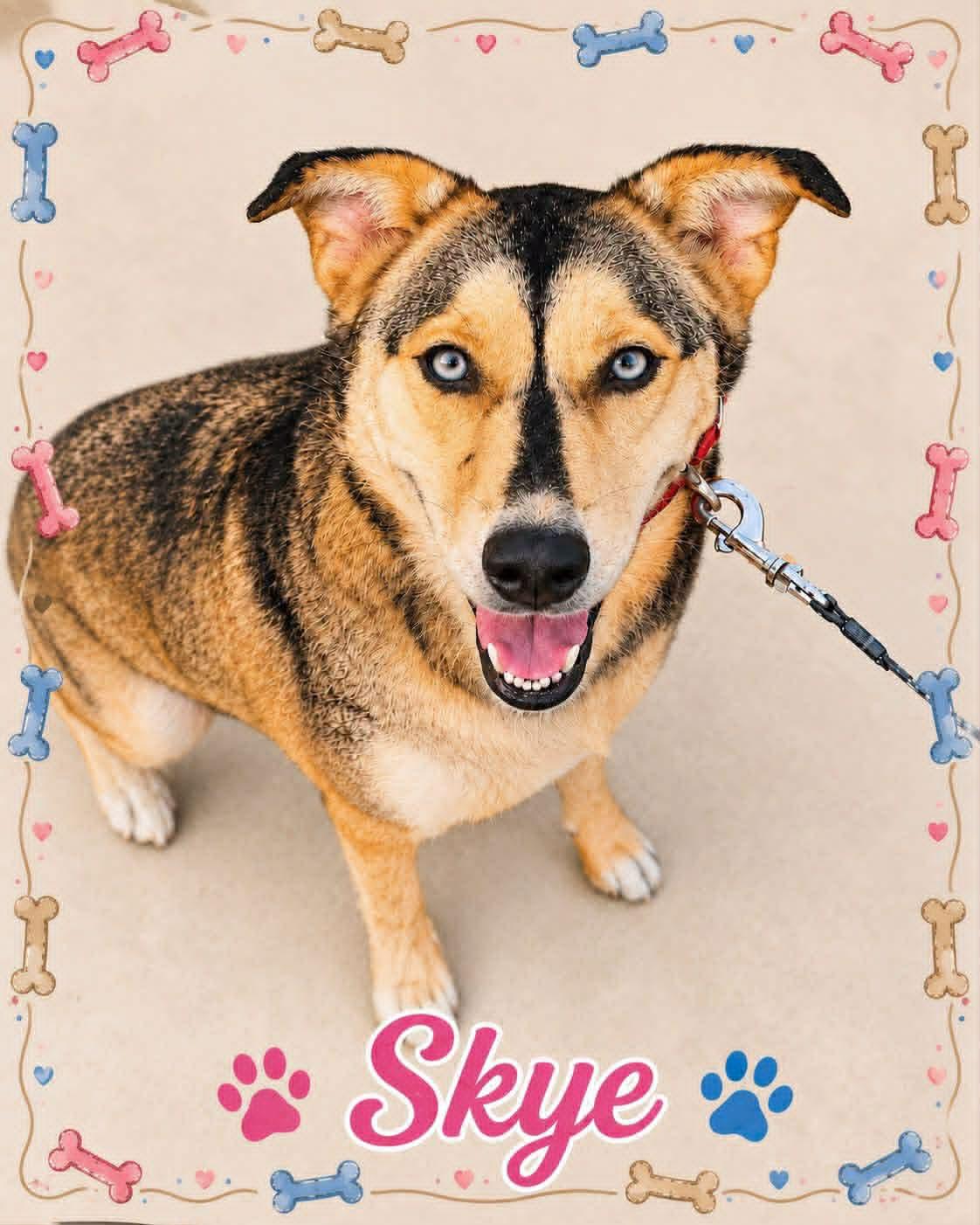 Skye, ADOPTABLE, Adult Female Australian Shepherd & Husky.