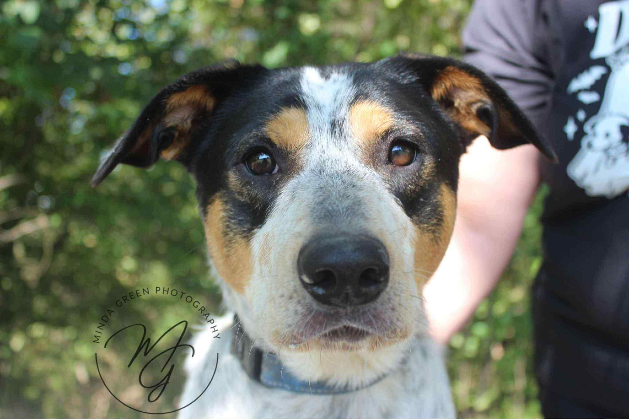 Max, a Adoptable mixed breed in Richmond, MO image 2/4
