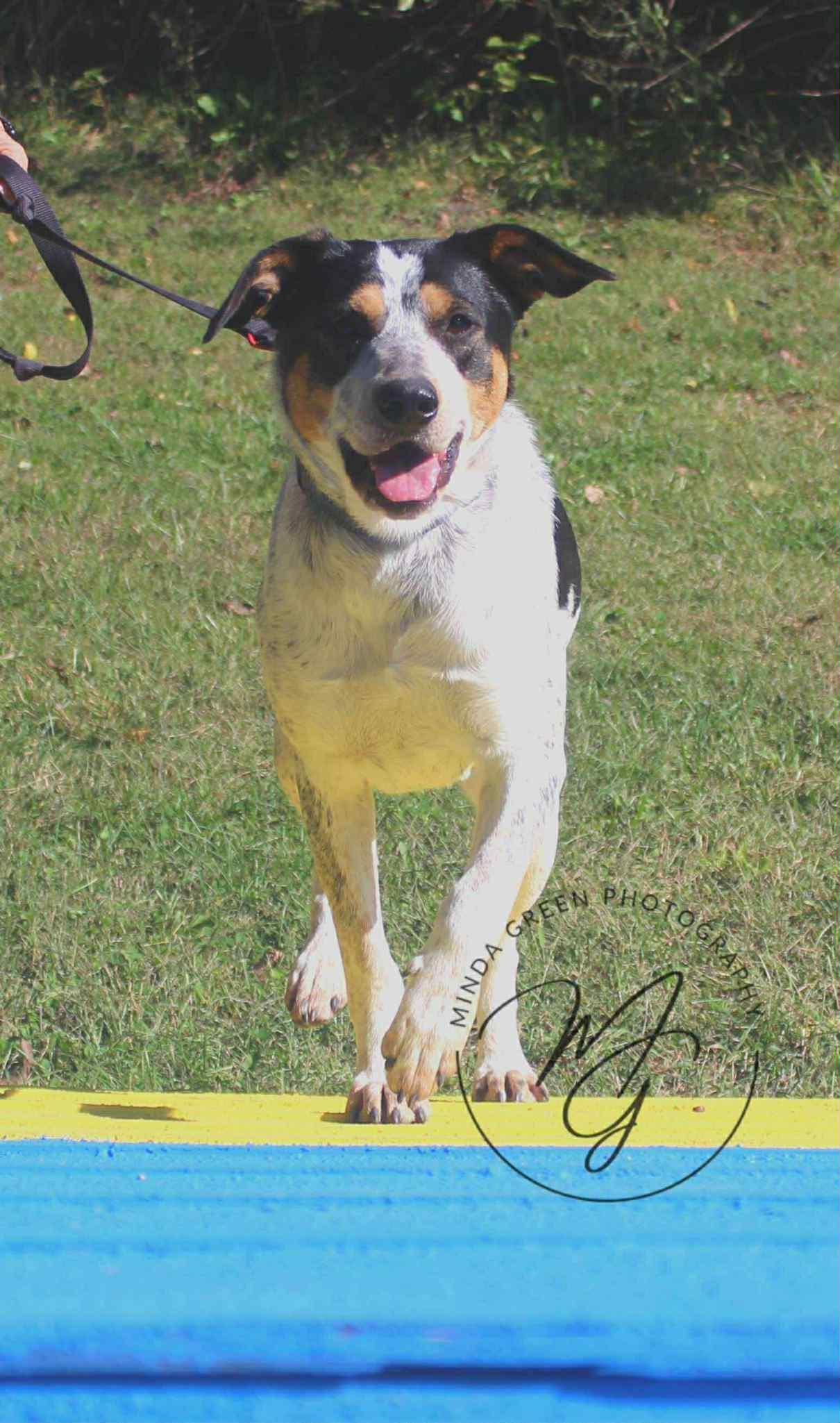 Max, a Adoptable mixed breed in Richmond, MO image 4/4