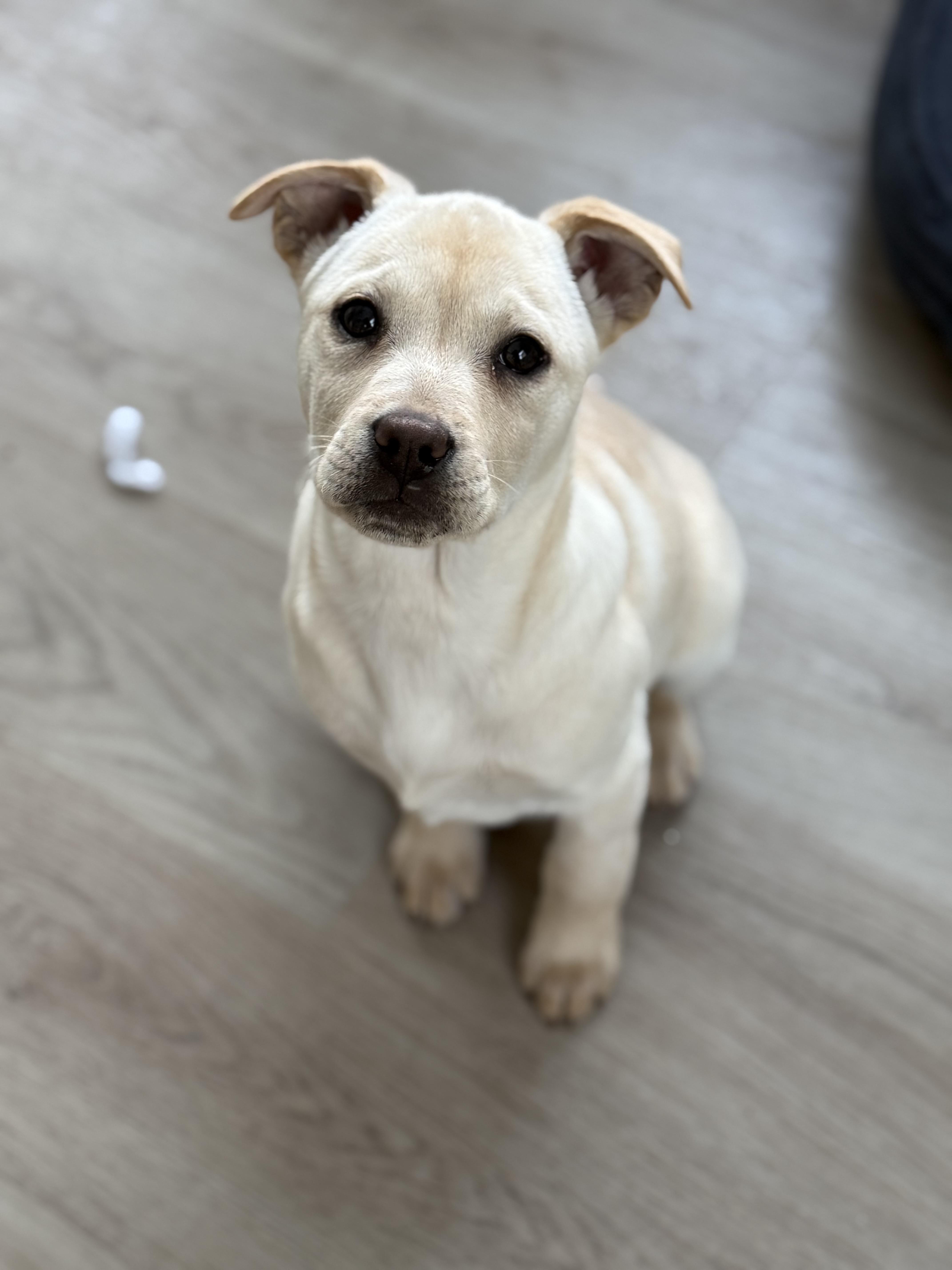 Alexis , Adoptable, Puppy Female Rhodesian Ridgeback.