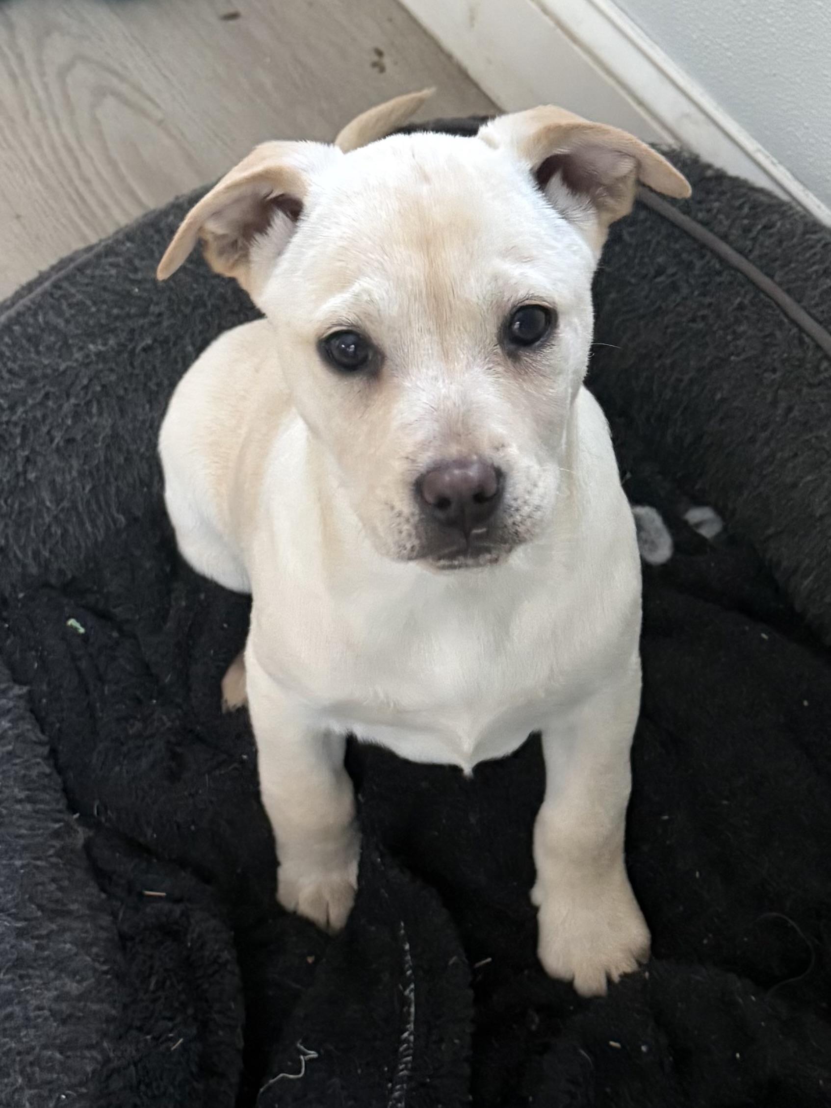 Enlarge Alexis , a Adoptable mixed breed in Succasunna, NJ image 3/5