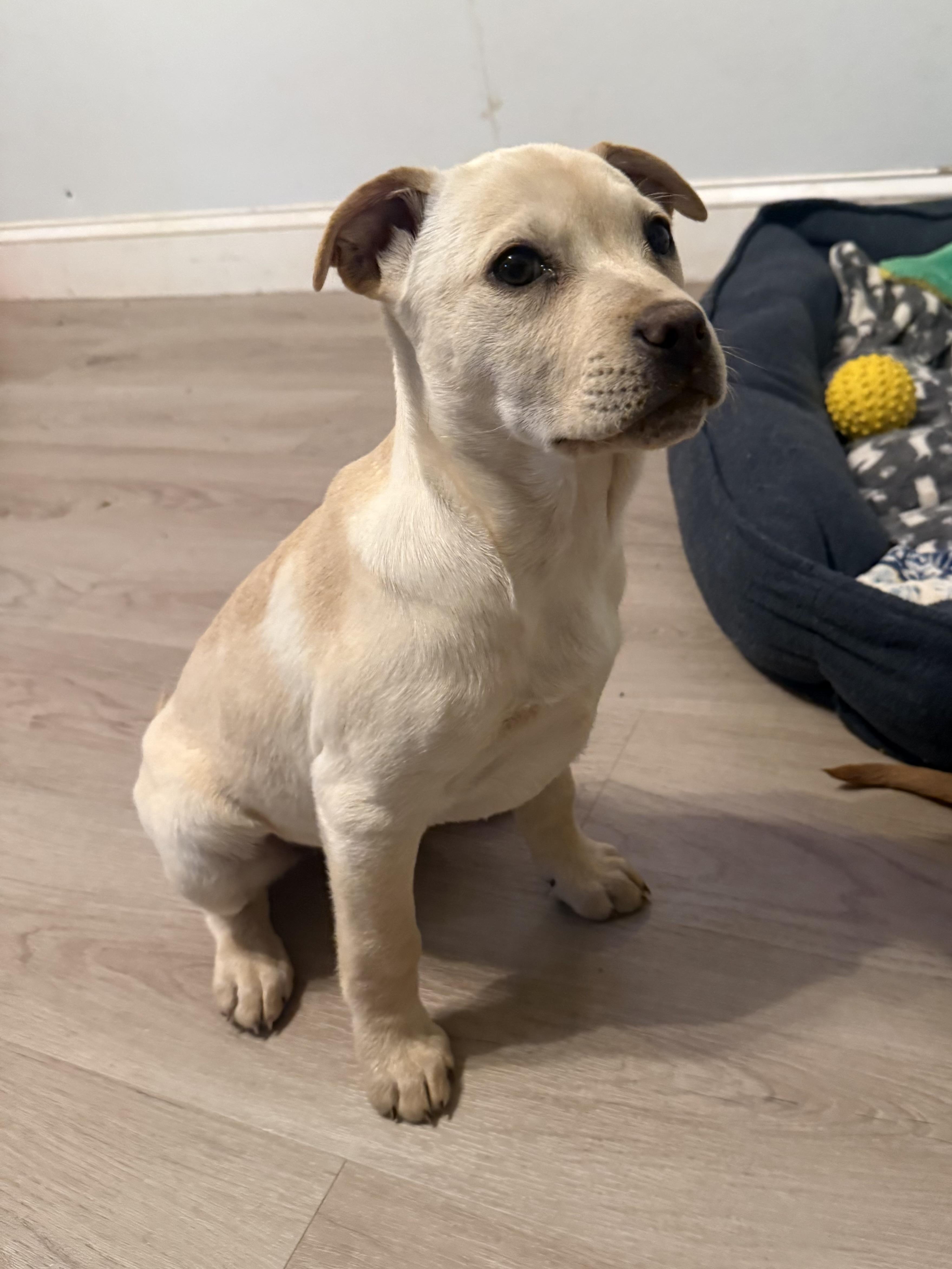 Enlarge Alexis , a Adoptable mixed breed in Succasunna, NJ image 4/5