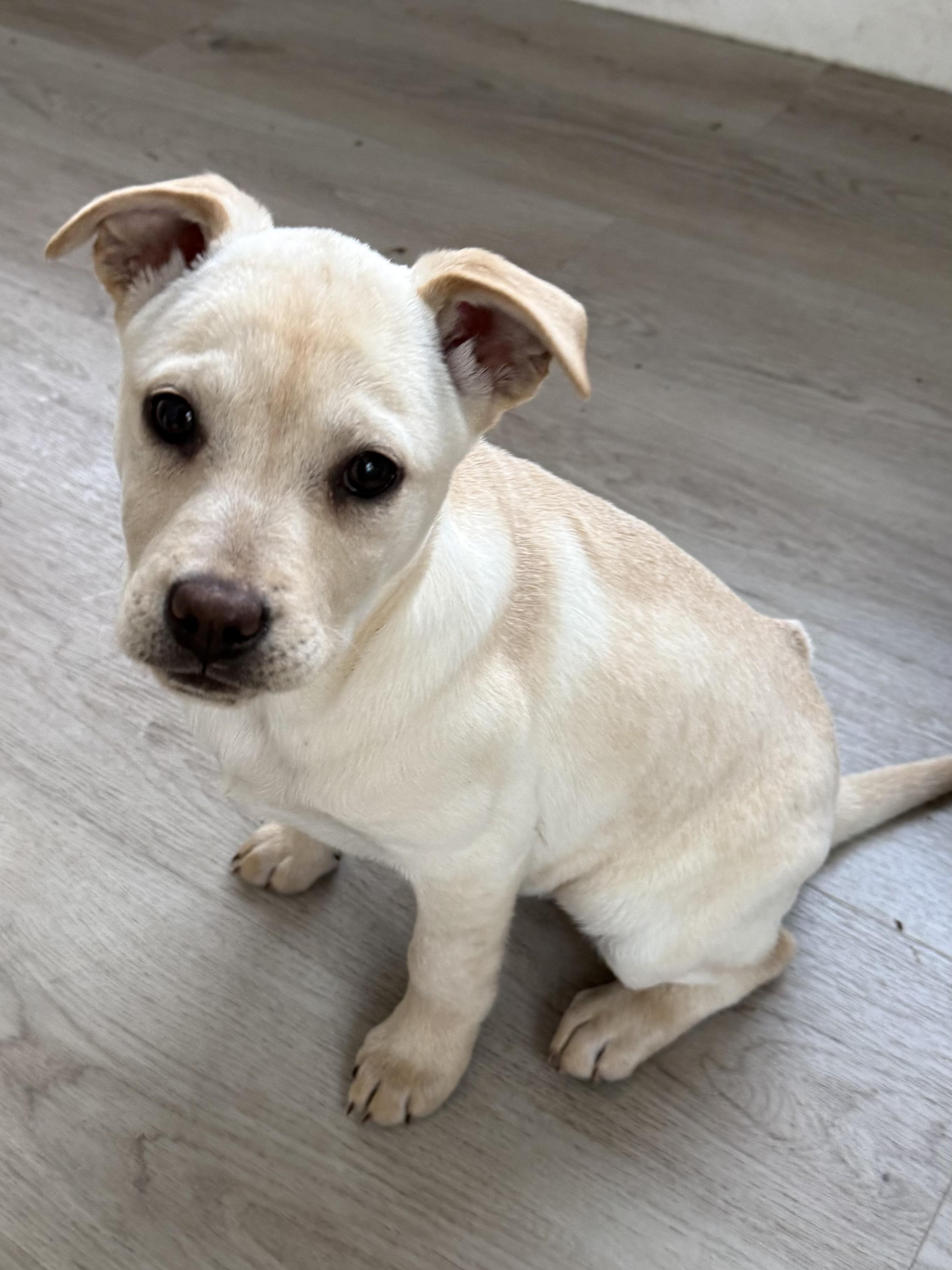 Enlarge Alexis , a Adoptable mixed breed in Succasunna, NJ image 2/5