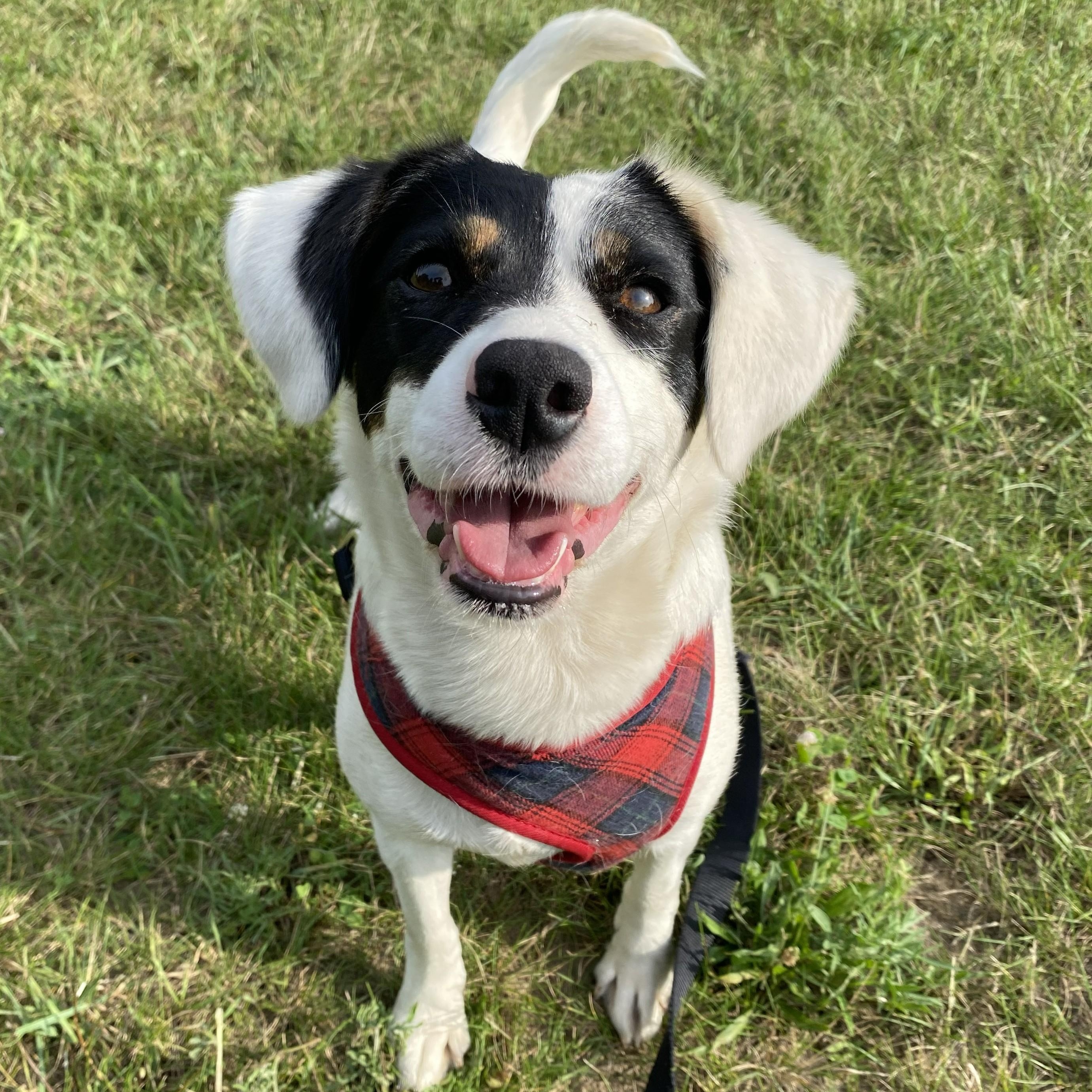 Magenta, adopted, Adult Female Mixed Breed.