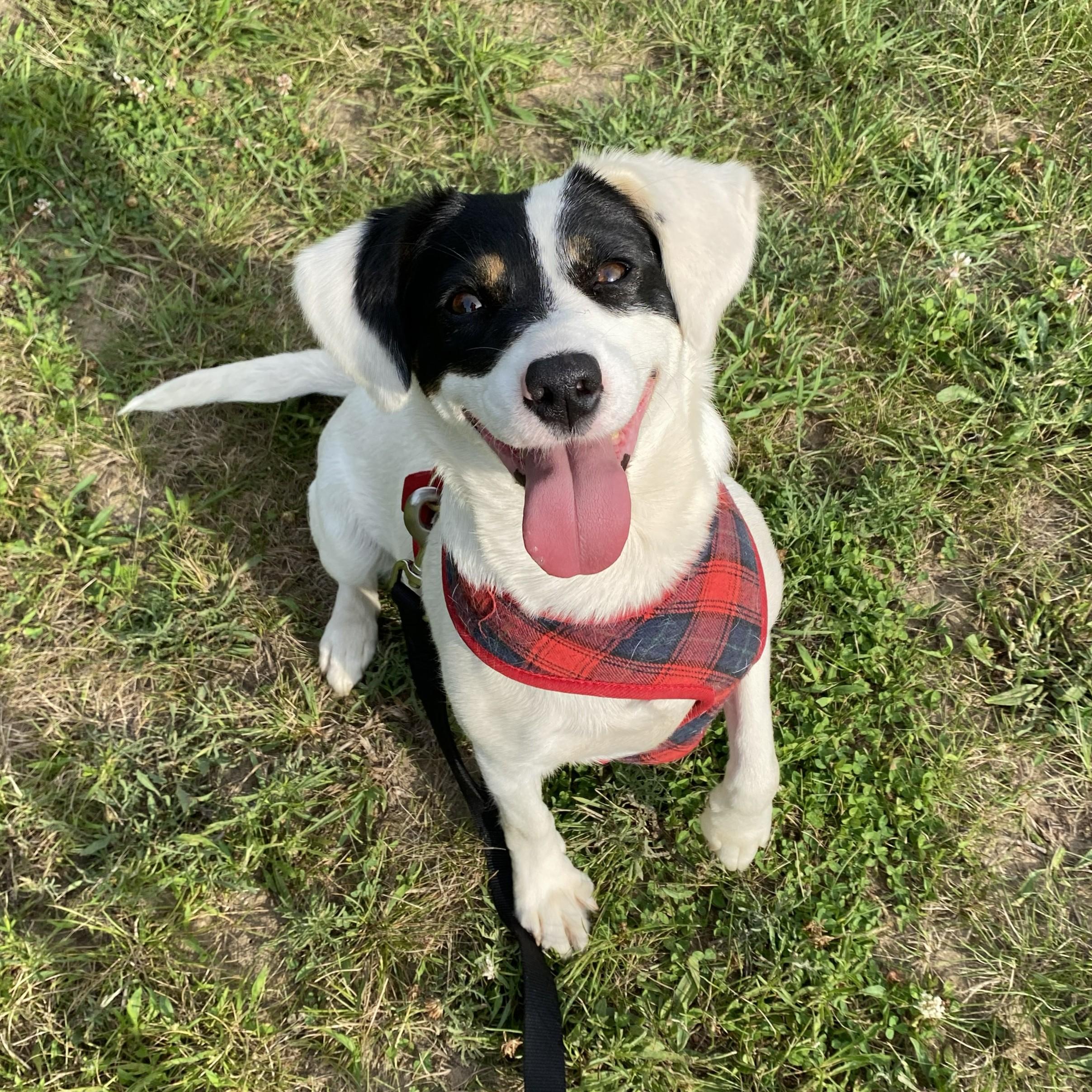 Magenta, an adopted Mixed Breed in Allegan, MI image 6/6